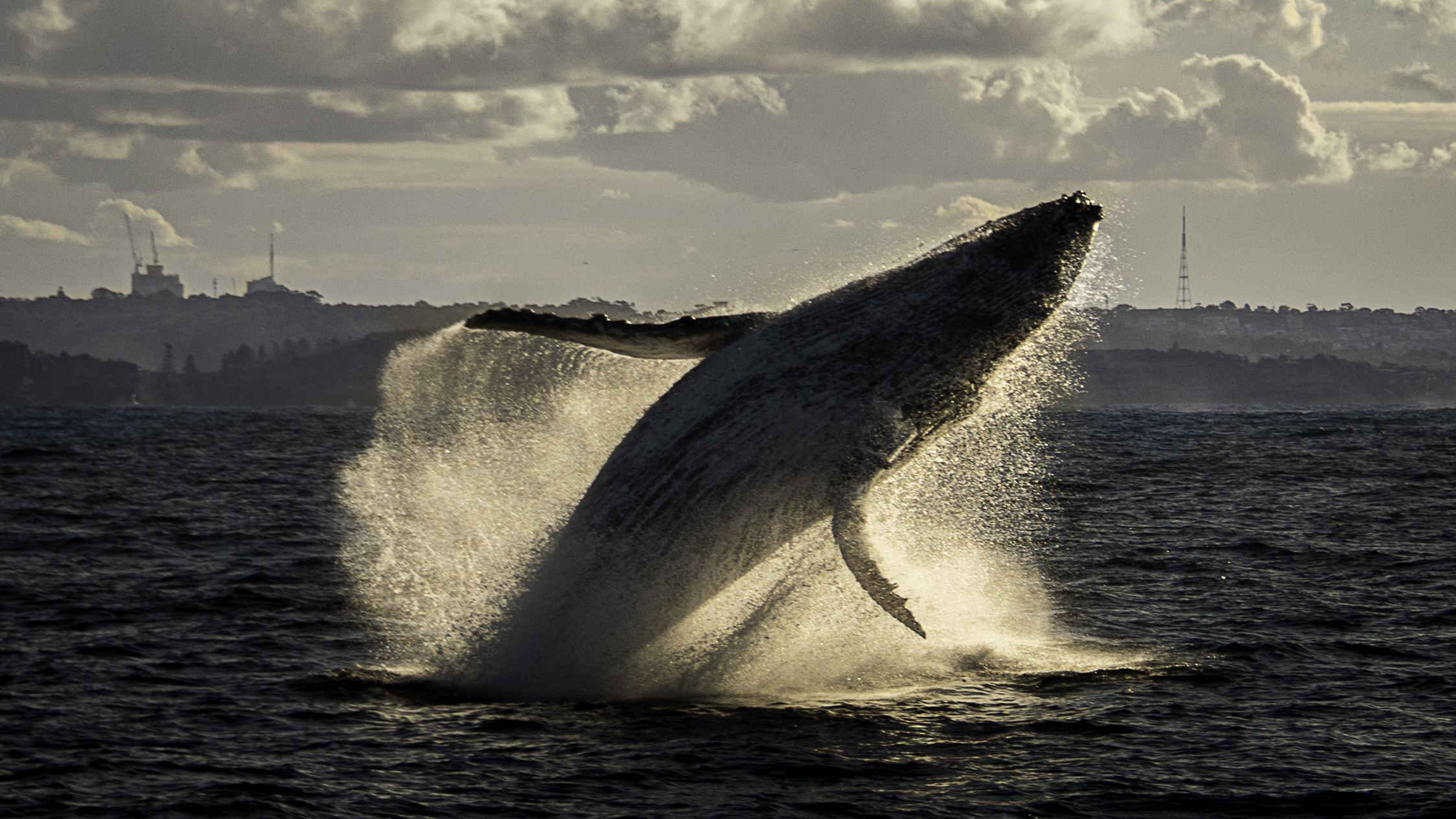 humpback-whale-playing