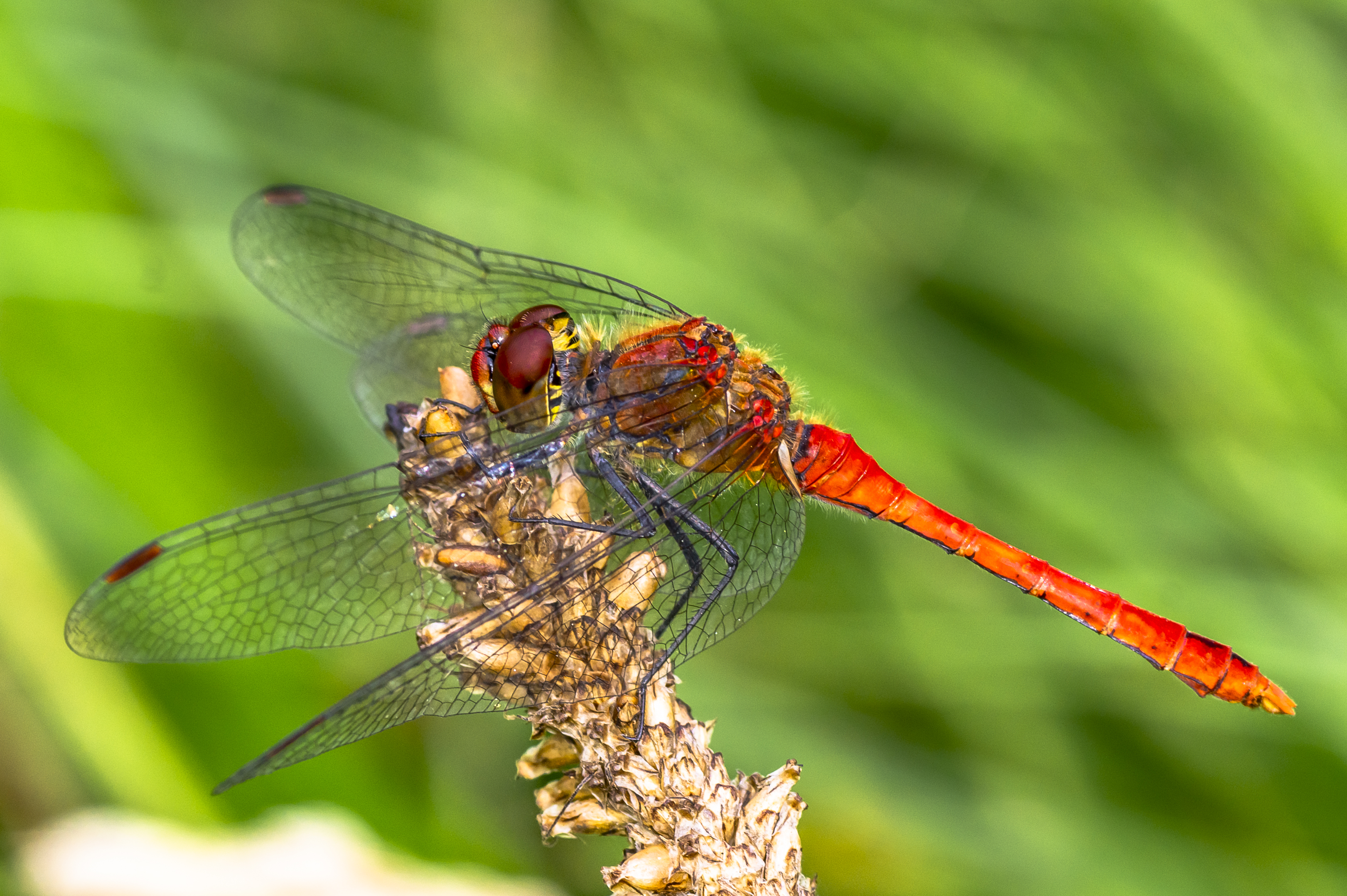bloedrode-heidelibel-2