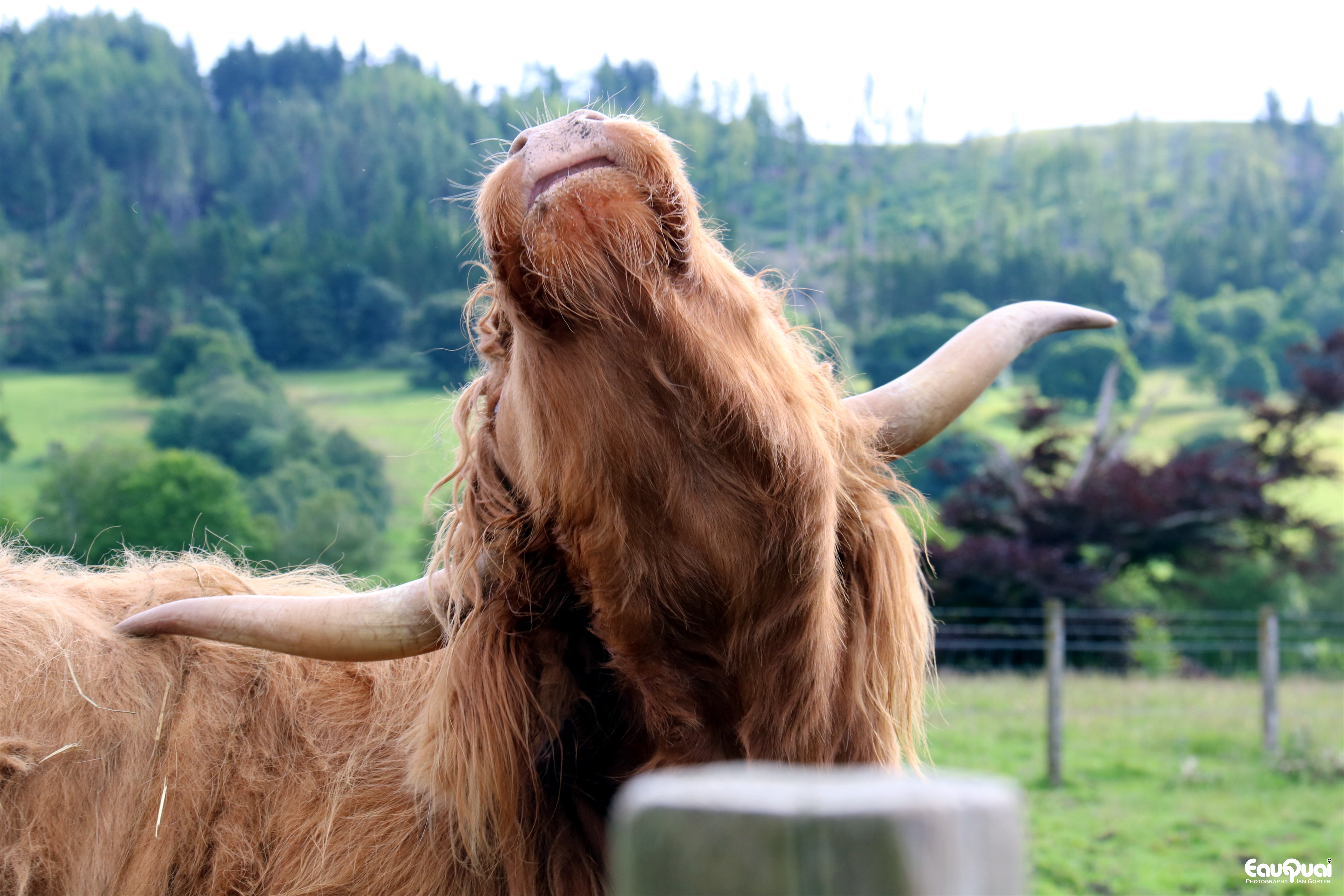 schotse-hooglander-met-jeuk