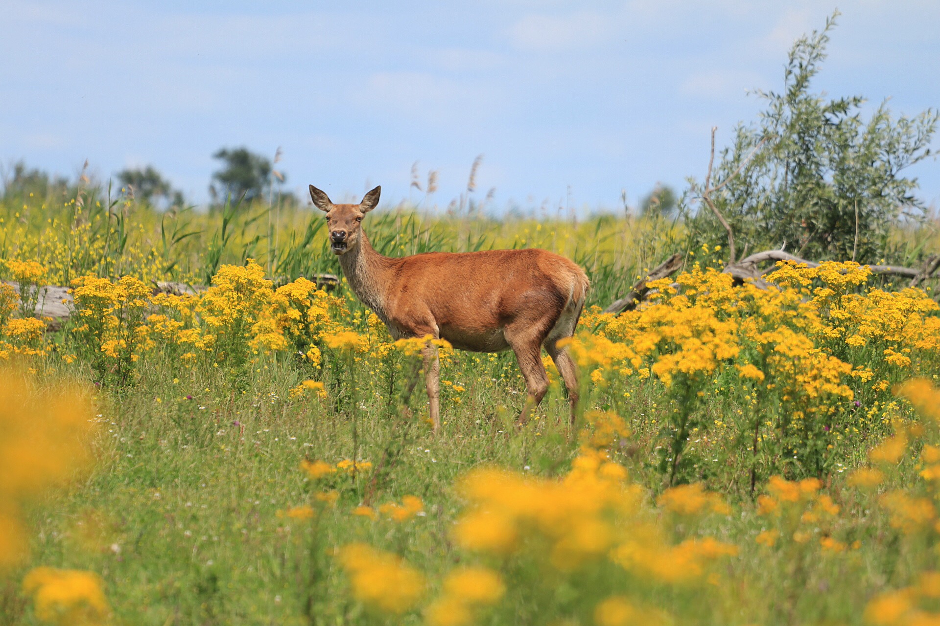 hert-in-de-oostvaardersplassen