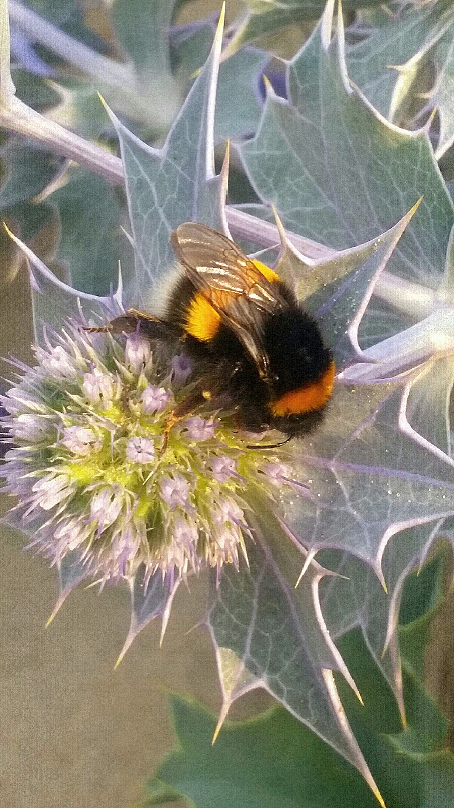 duindistel-bij-avondlicht