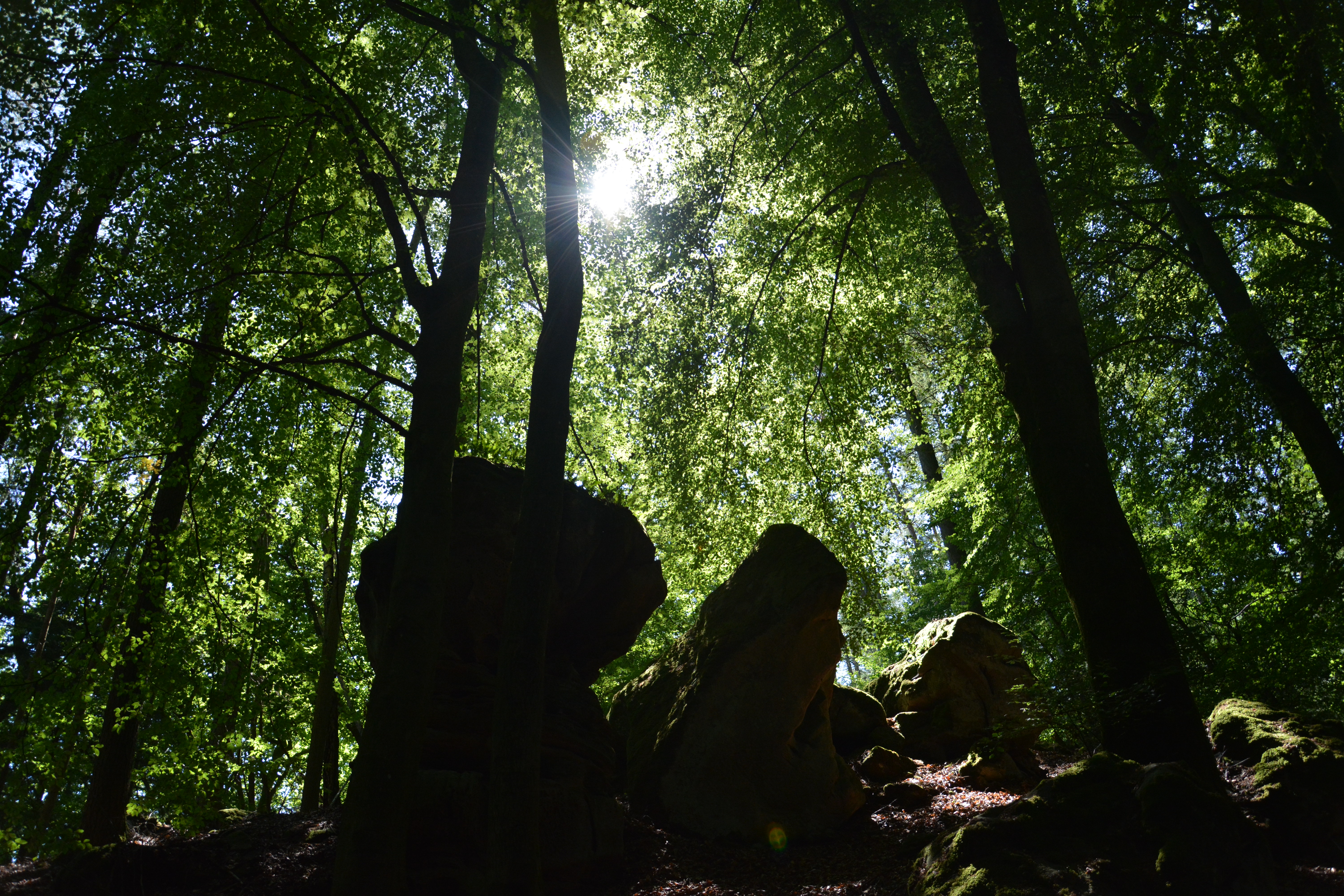 sunlight-makes-the-woods-even-more-beautiful