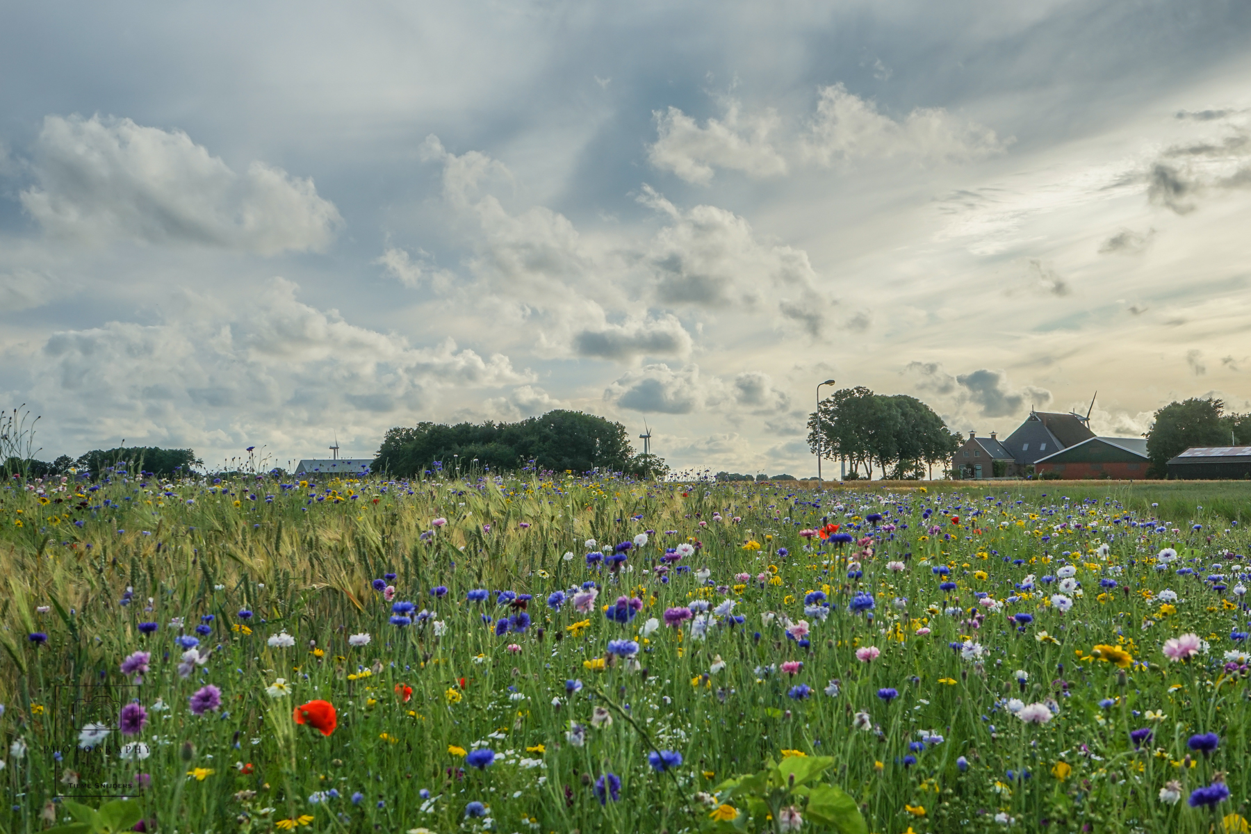 veld-met-bloemetjes