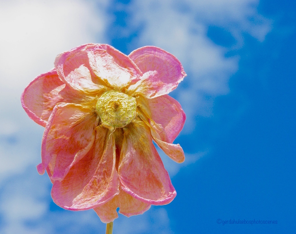 windmills-of-you%E2%80%99r-mind