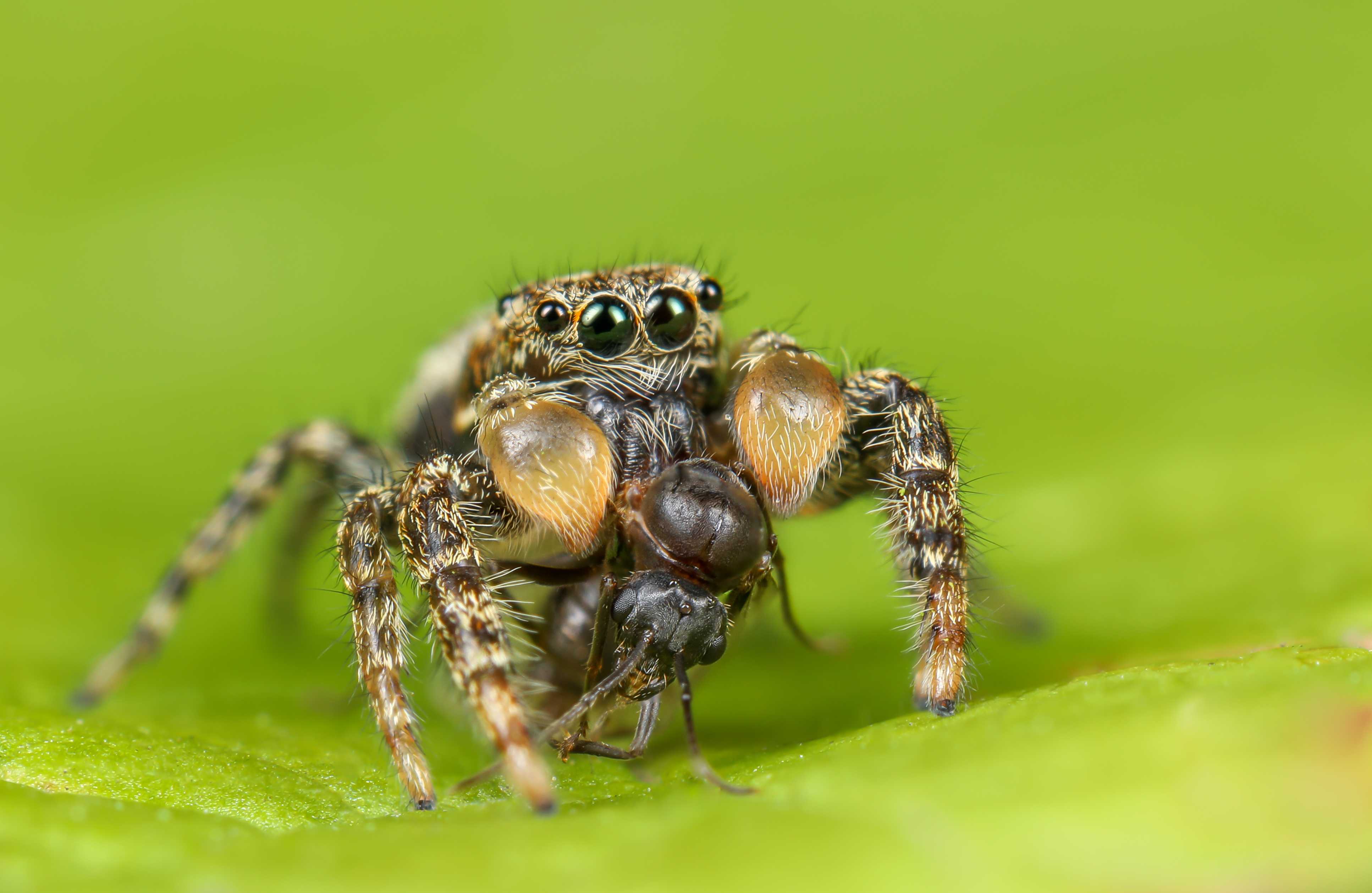 schorsmarpissa-springspin-met-vliegende-mier