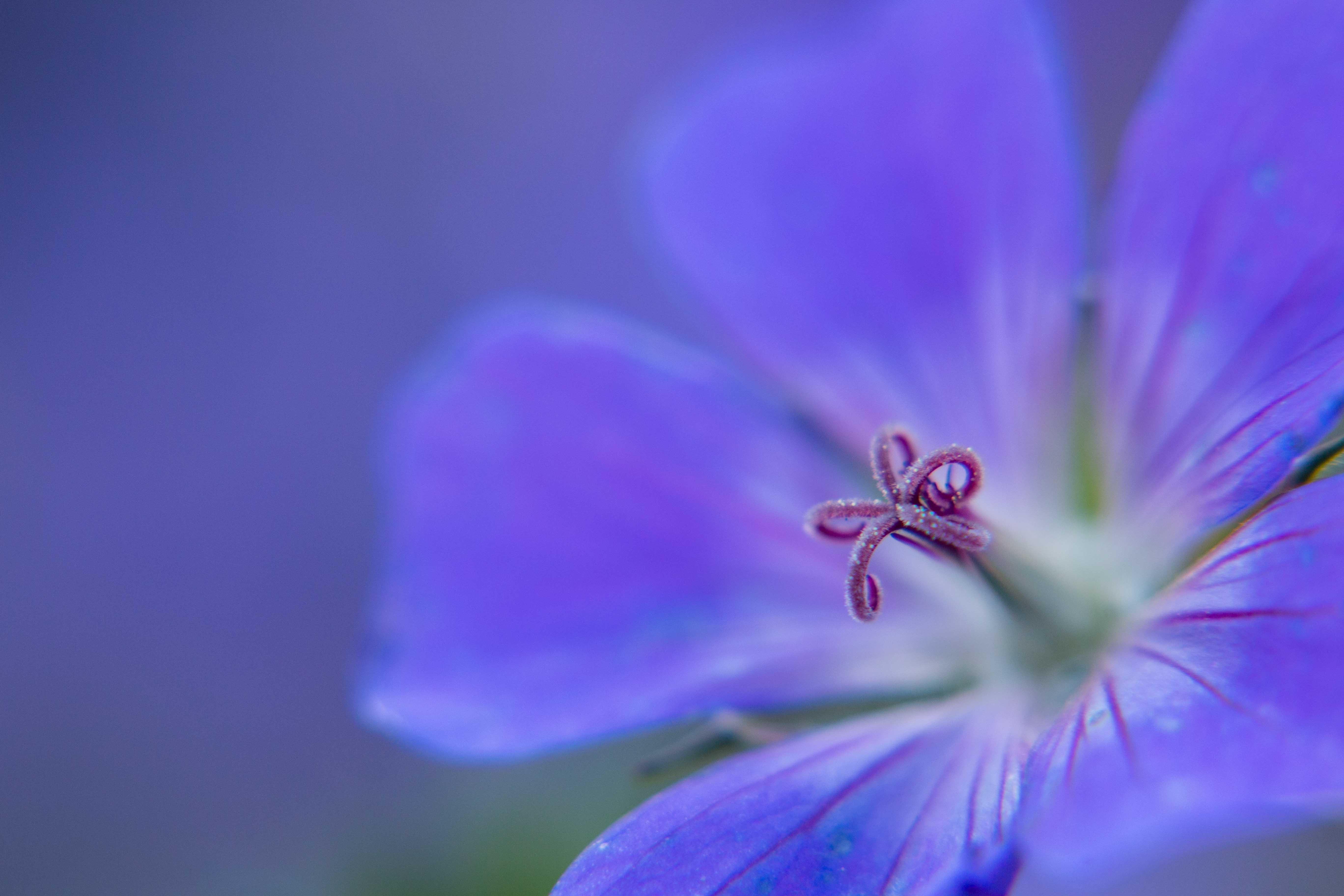 geranium-ooievaarsbek