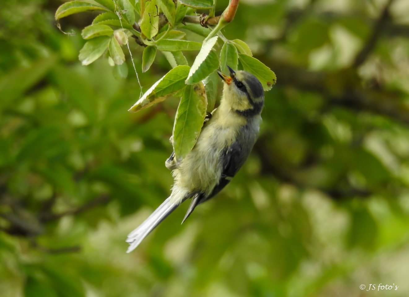 op-zoek-naar-voedsel-1