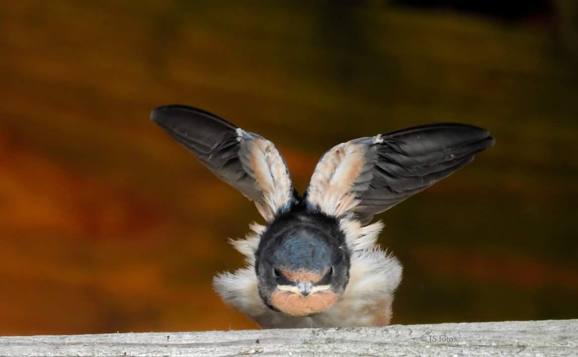 kan-zo-als-ornamentje-op-een-rolls-royce
