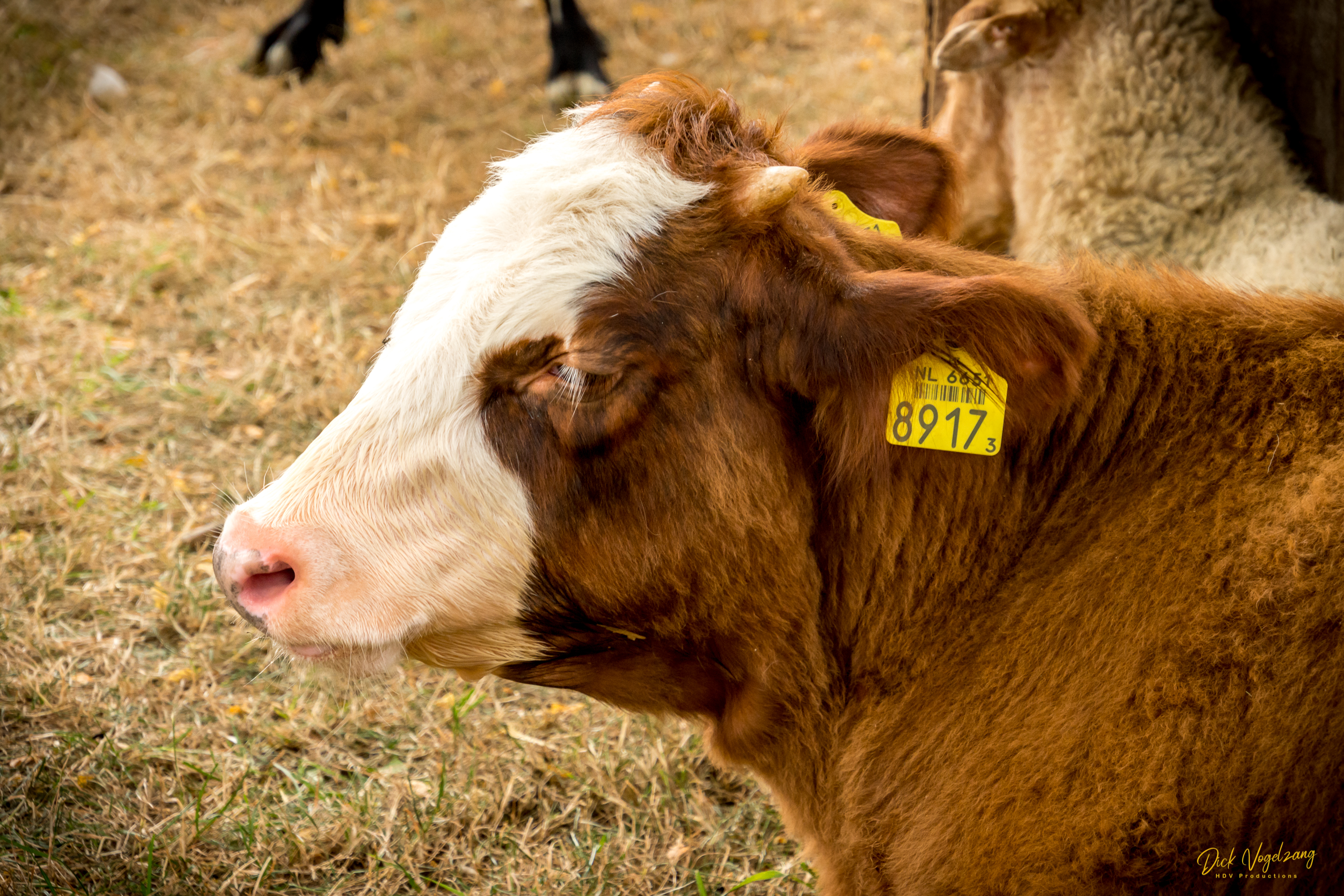 kalfje-tijdens-batenburgse-dag-2019