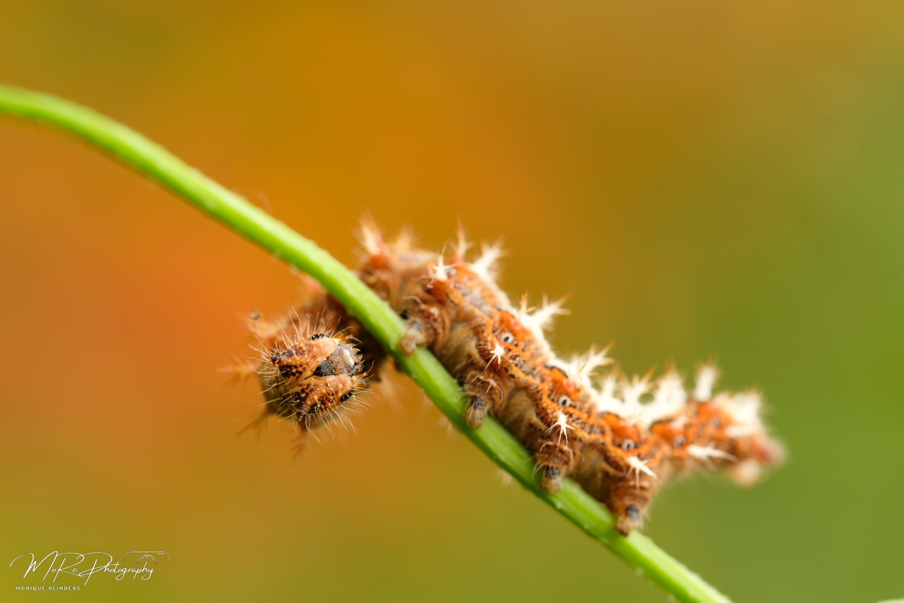 stoere-rups-gehakkelde-aurelia