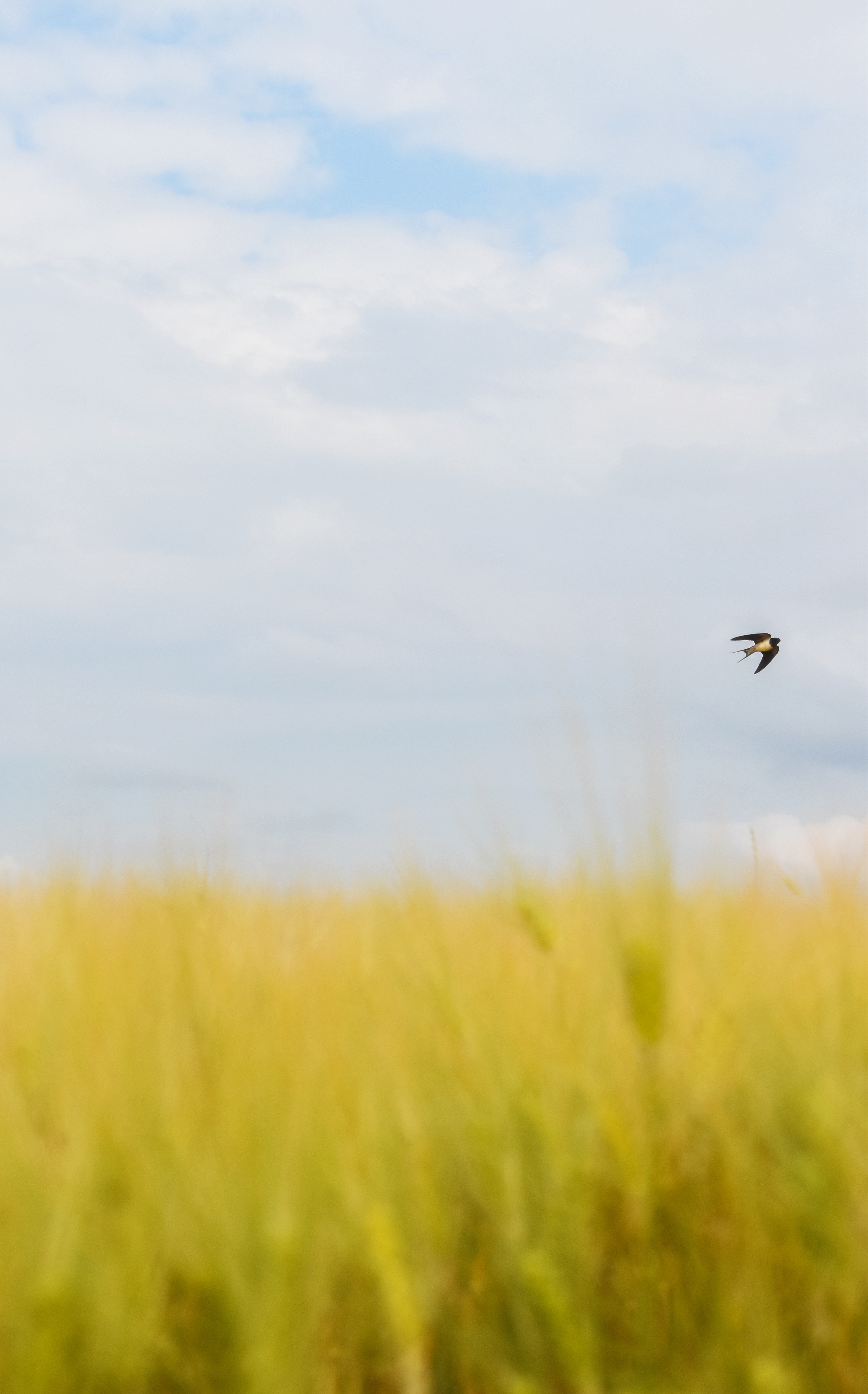 e%C3%A9n-zwaluw-maakt-nog-geen-zomer