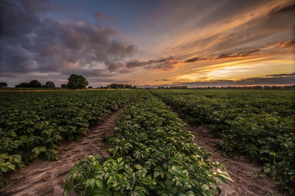 aardappelveld