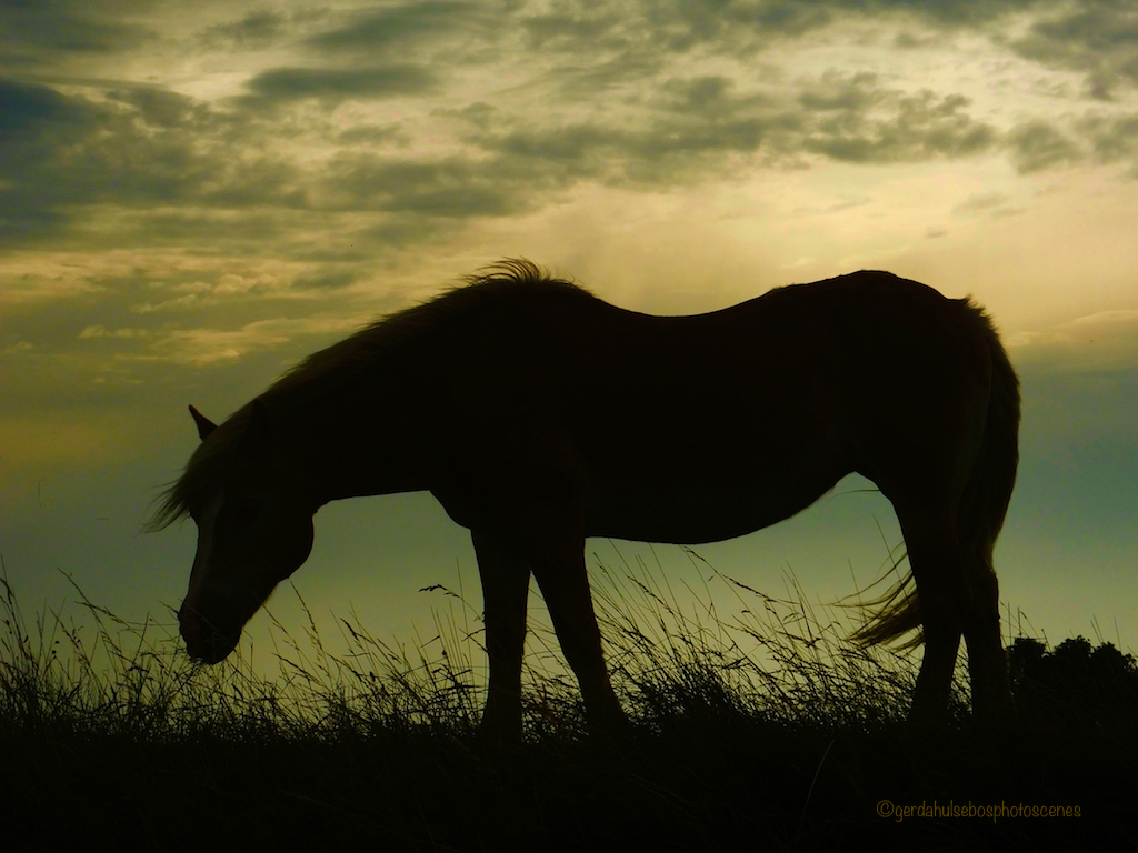 er-staat-een-paard-in-de%E2%80%A6