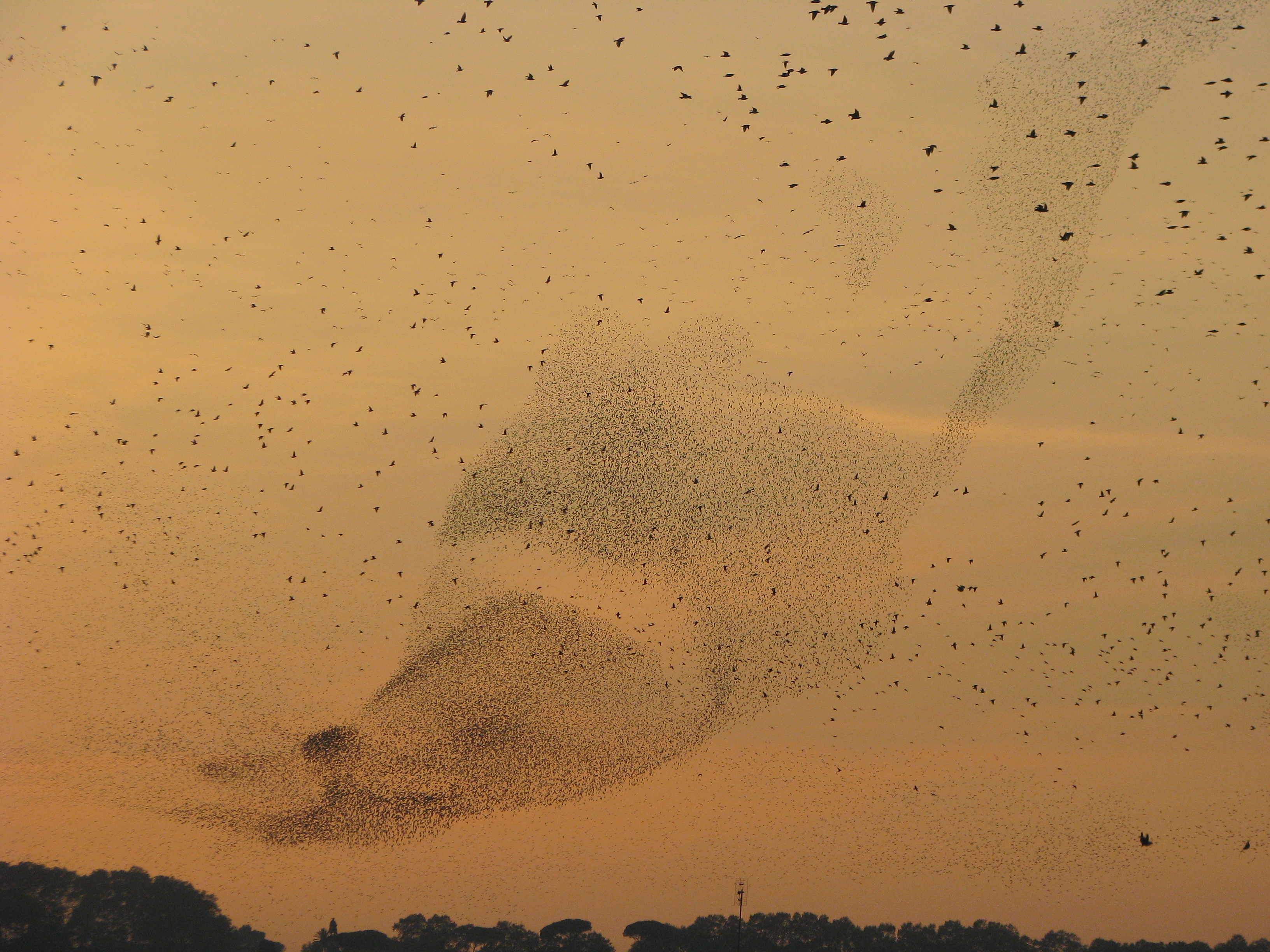 vogels-maken-figuren-in-de-lucht