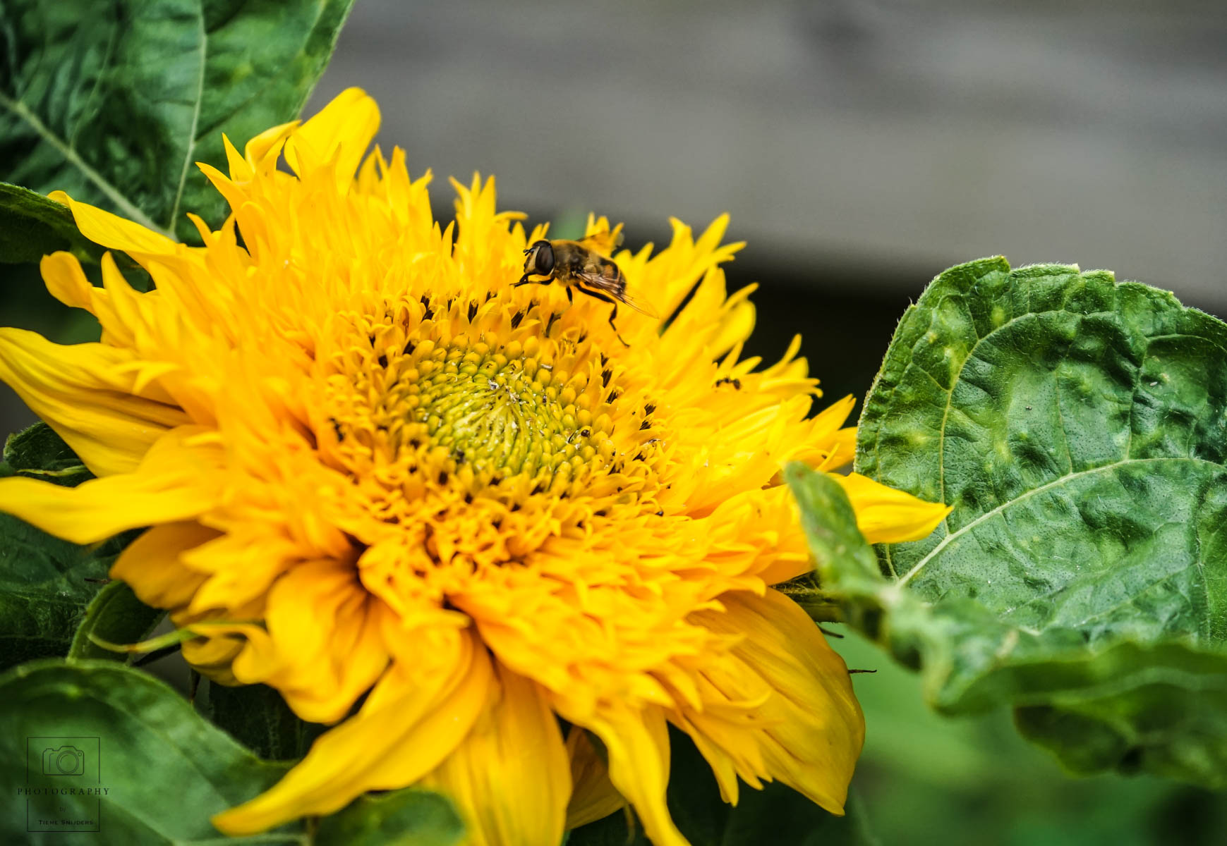 bloemetje-en-beestje
