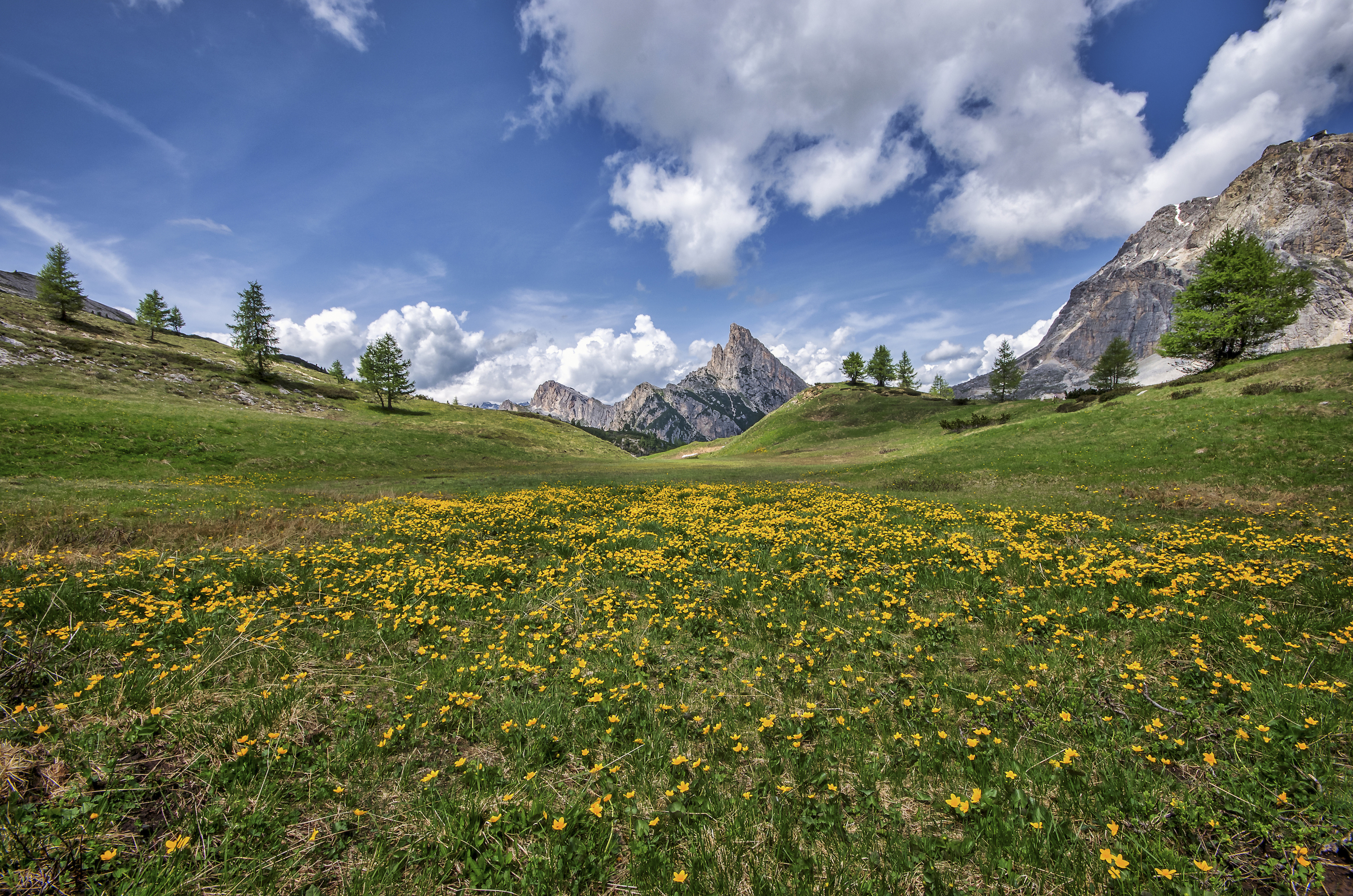 boterbloemen-veld-in-de-dolomieten