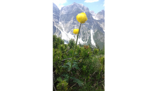 trollius-hoog-in-de-bergen-in-oostenrijk