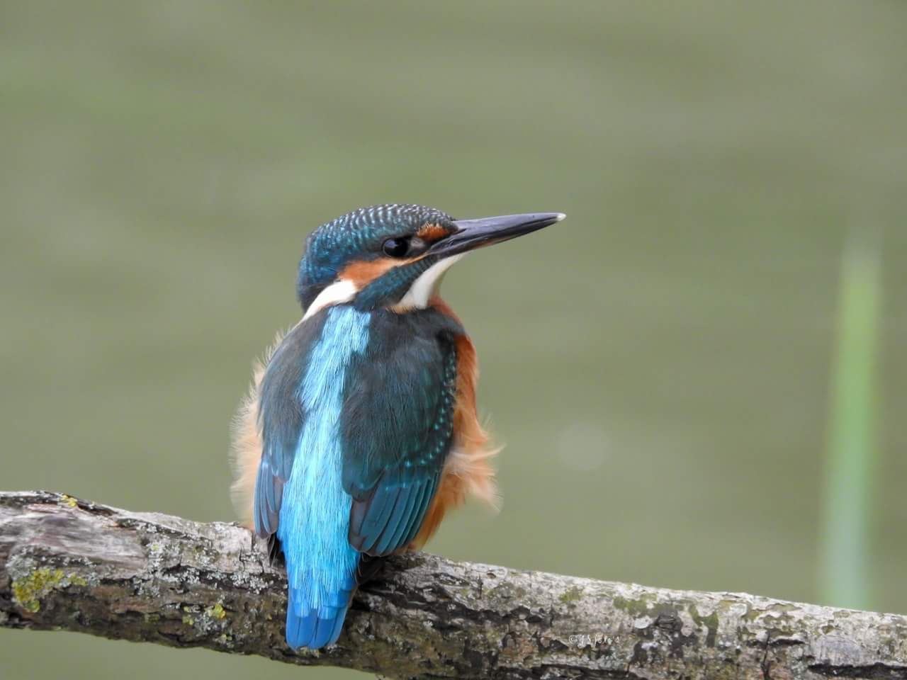 just-a-little-kingfisher