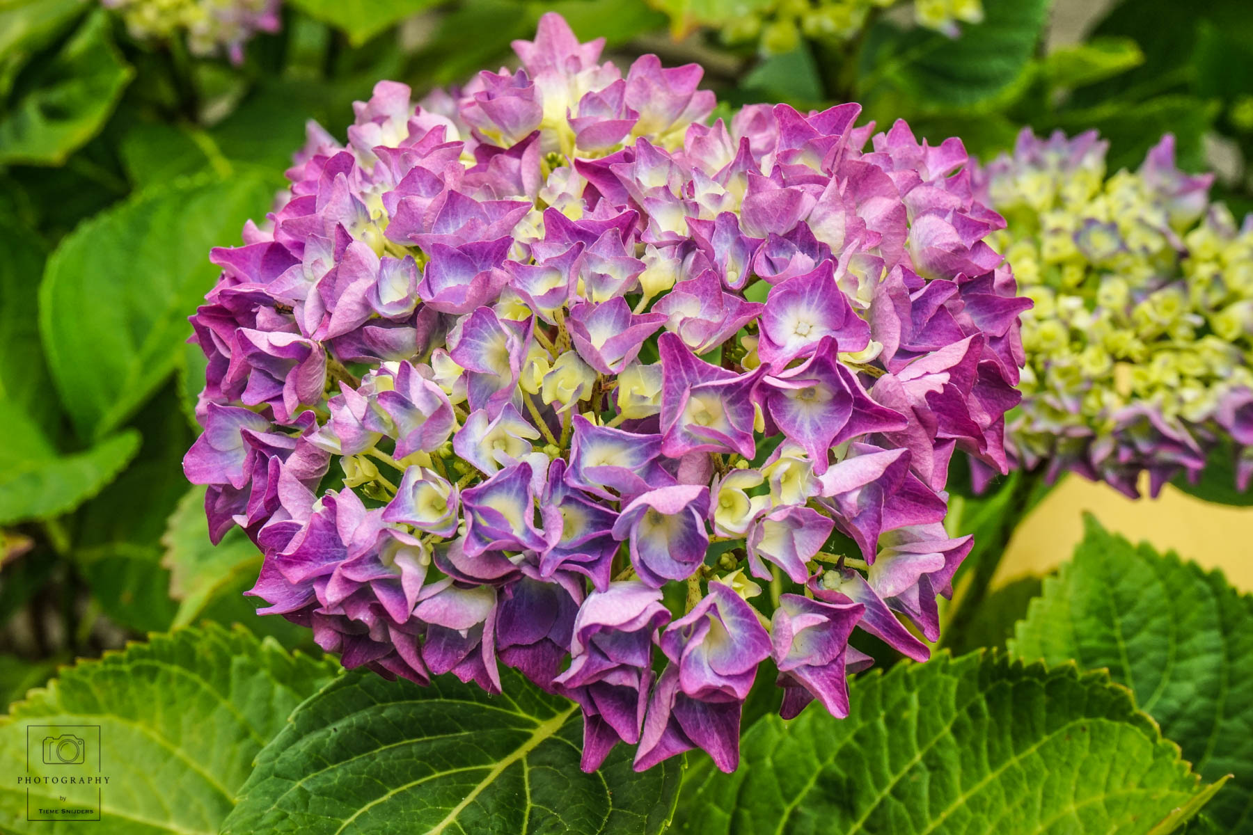 hortensia-4