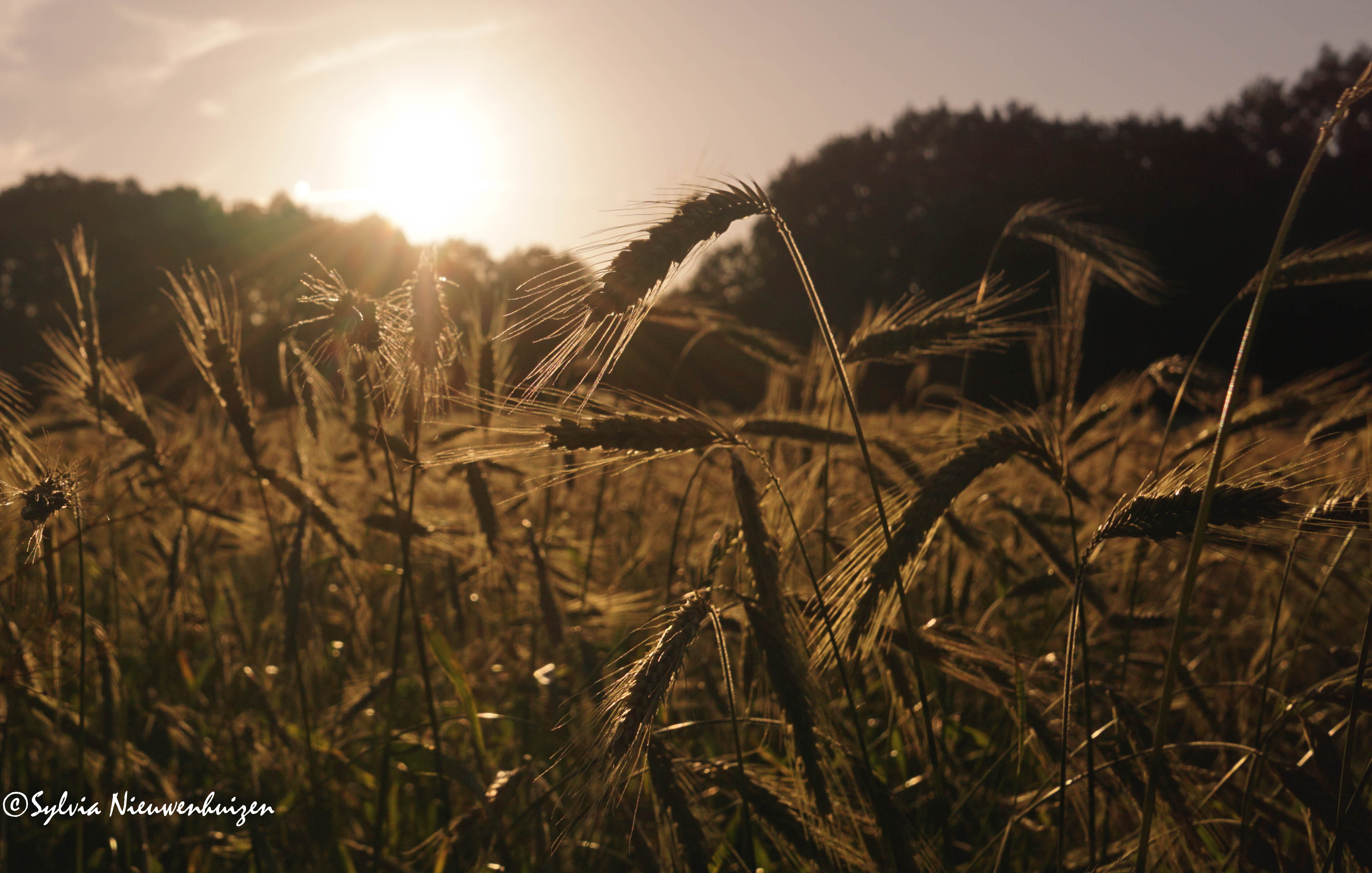 the-evening-sun-rolls-over-the-oats