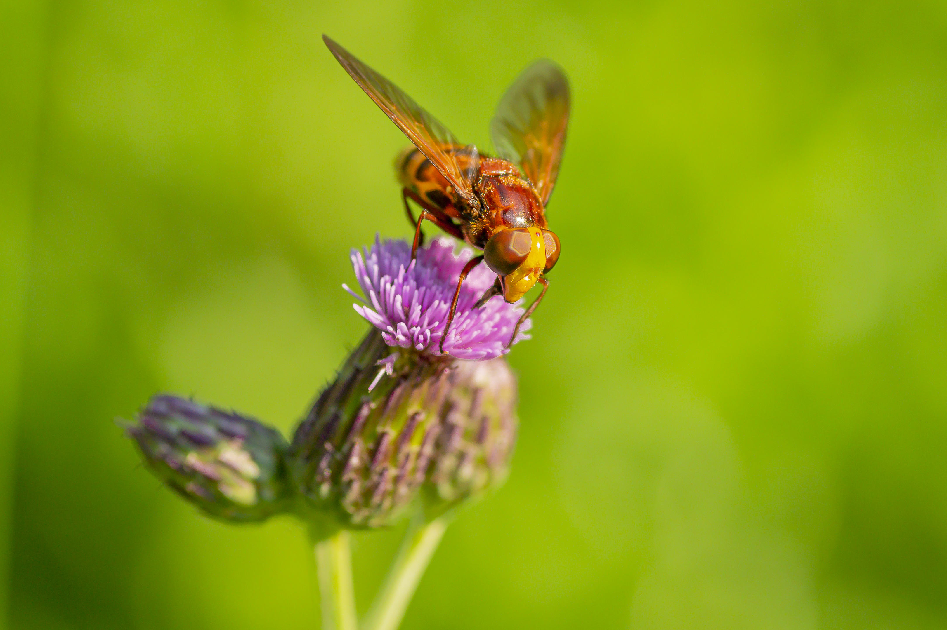 stadsreus-op-akkerdistel