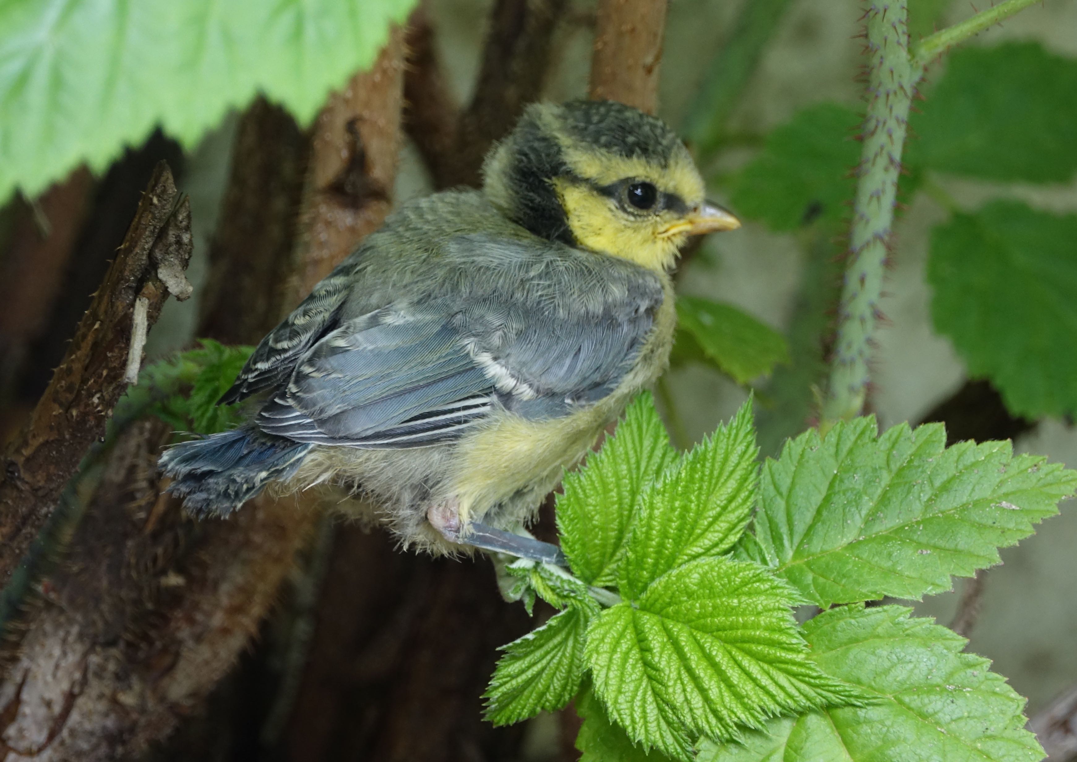 de-grote-wereld-is-toch-wel-een-beetje-eng