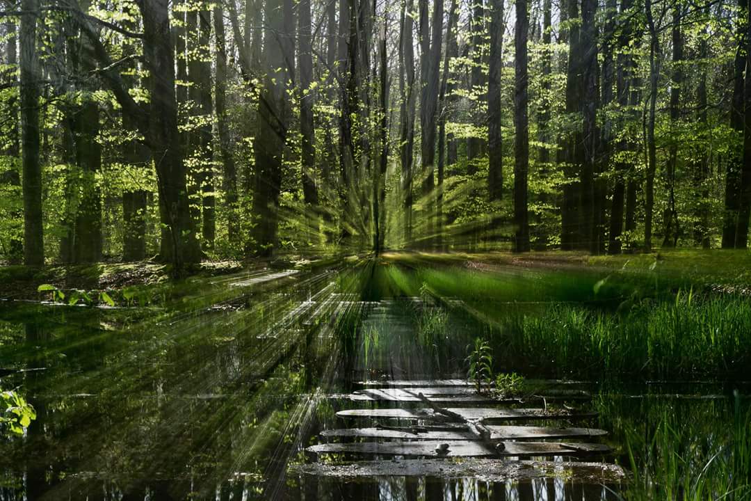 tree-in-the-spotlight