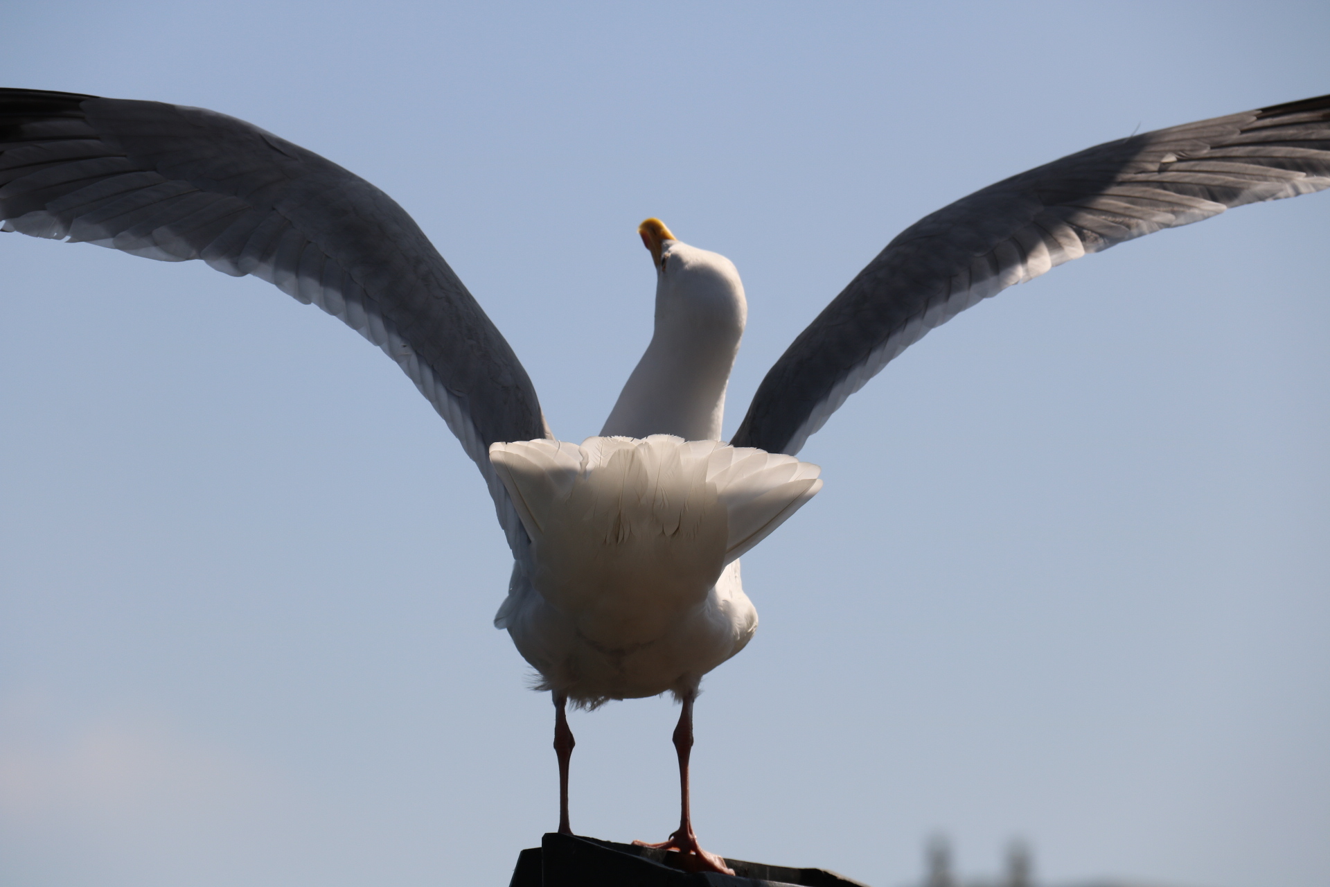 spread-your-wings-and-fly-away-1