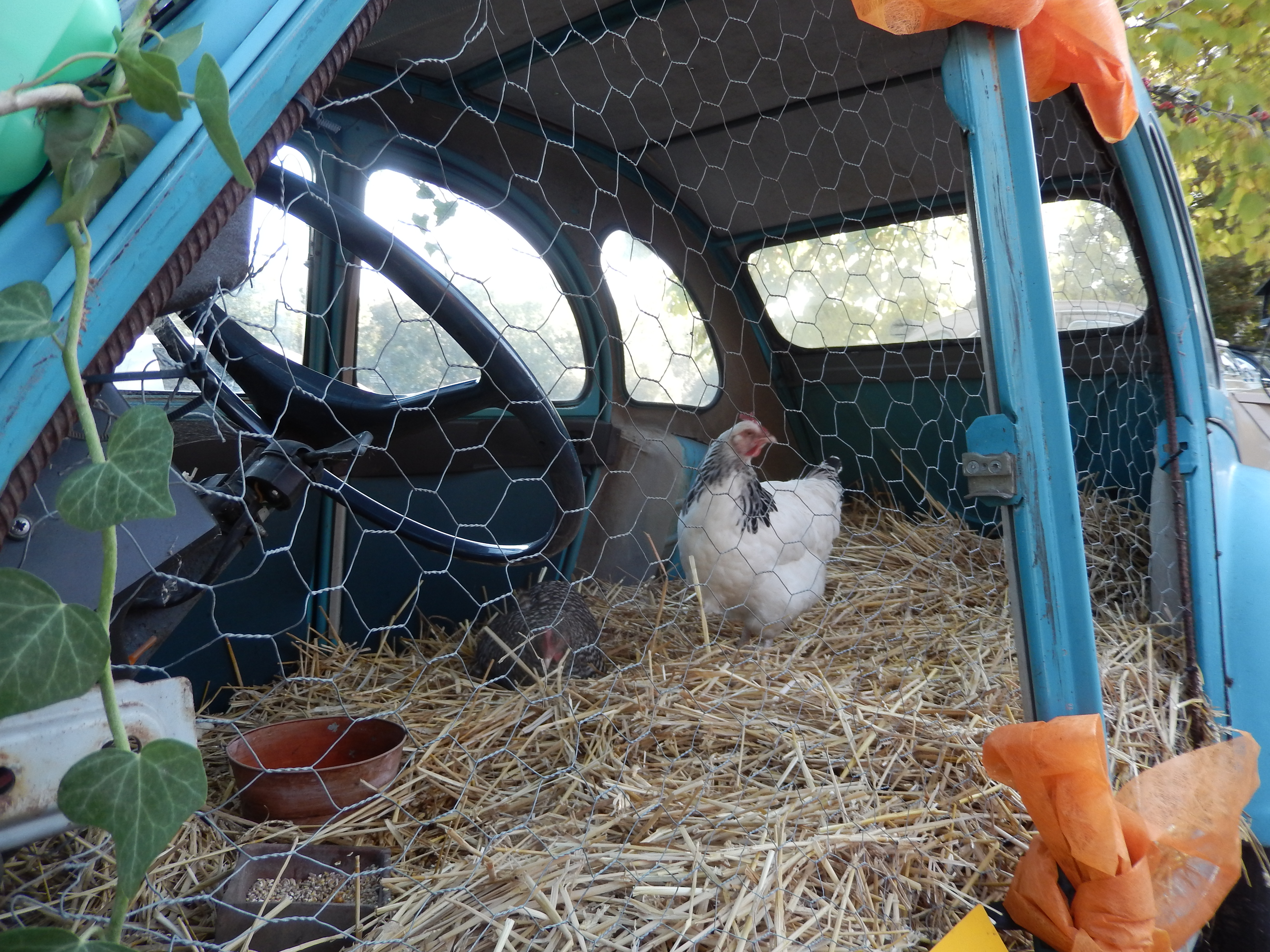 beesten-boel-in-de-eend