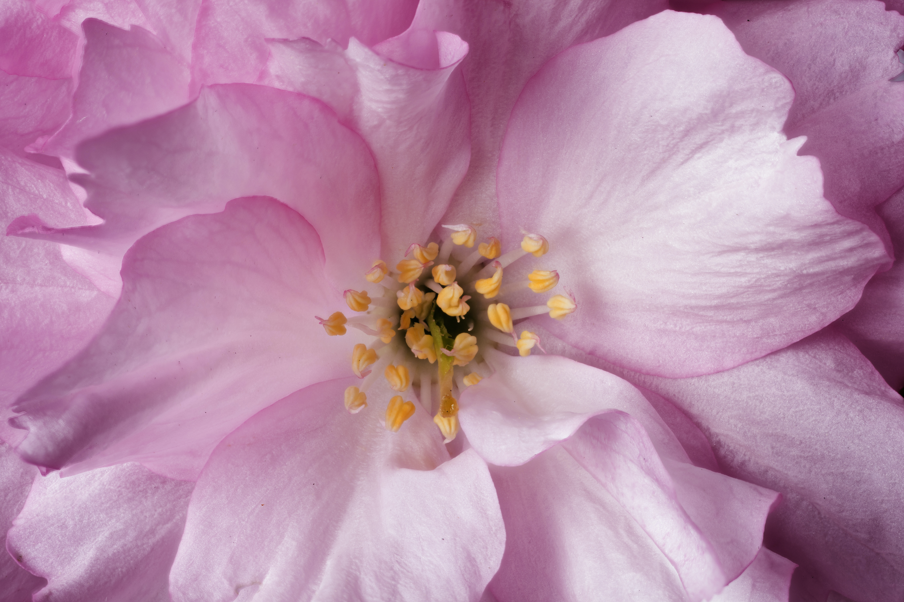 macrofotografie-zo-werkt-het