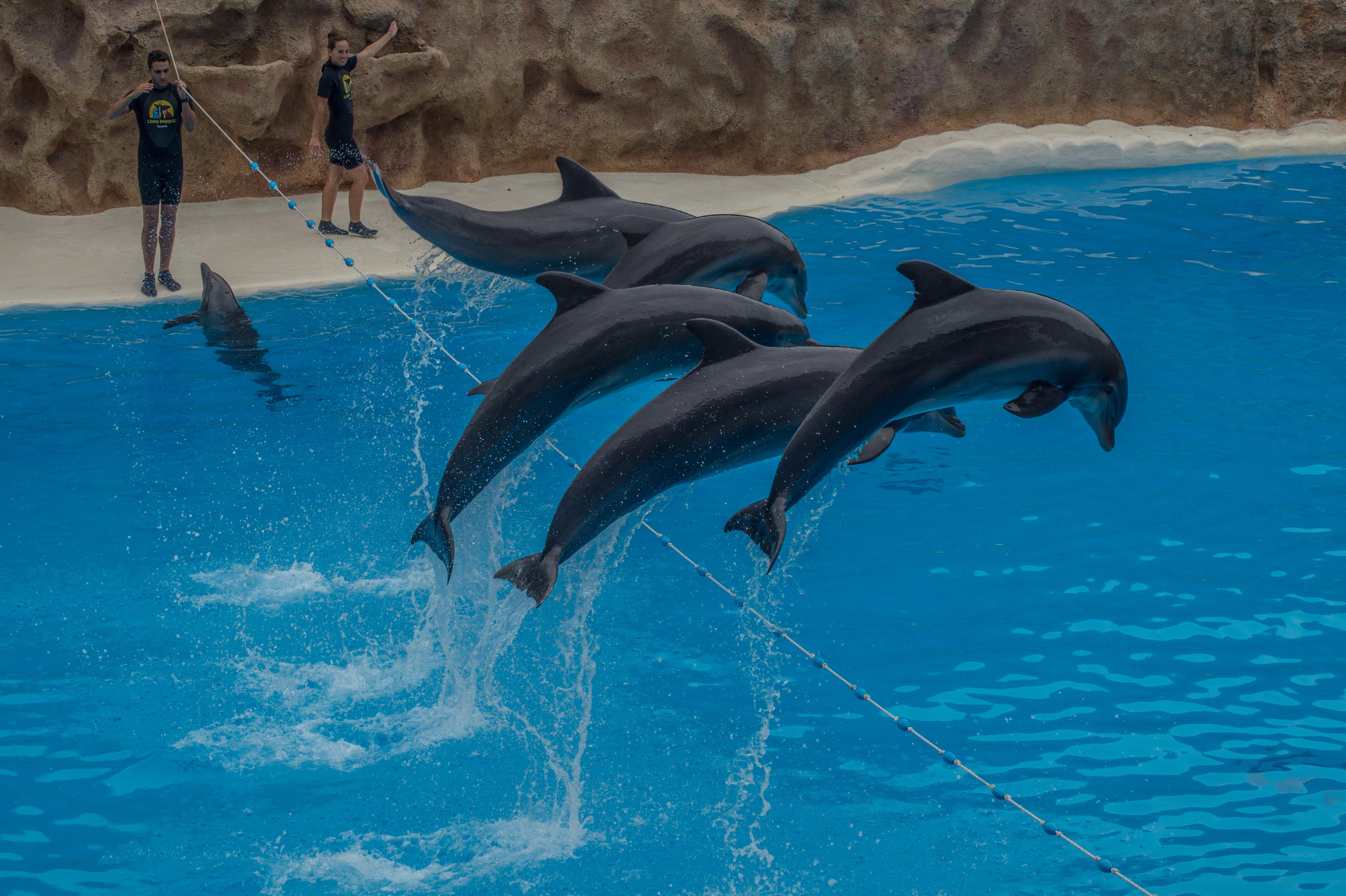 5-springende-dolfijnen