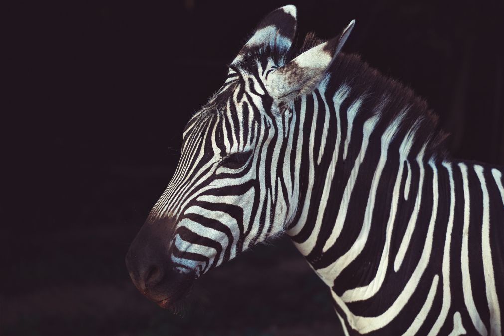 over-zebra-focus-peaking-en-andere-vergeten-camerafuncties