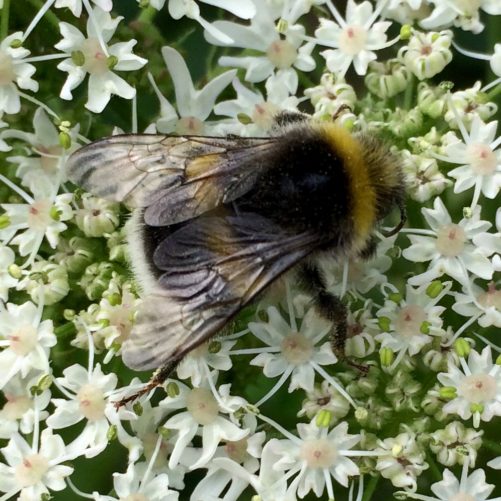 hommel-1