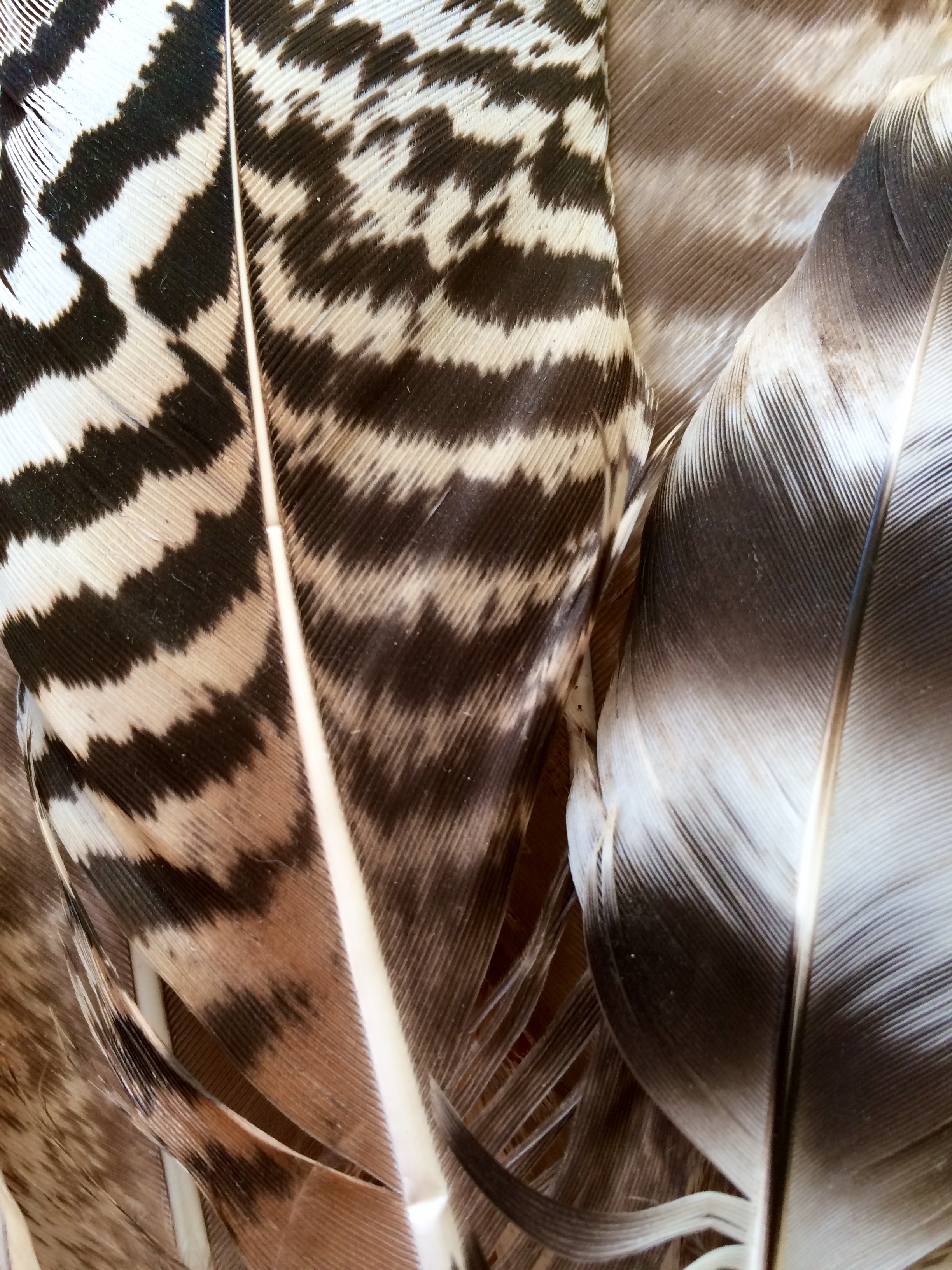 feathers-1
