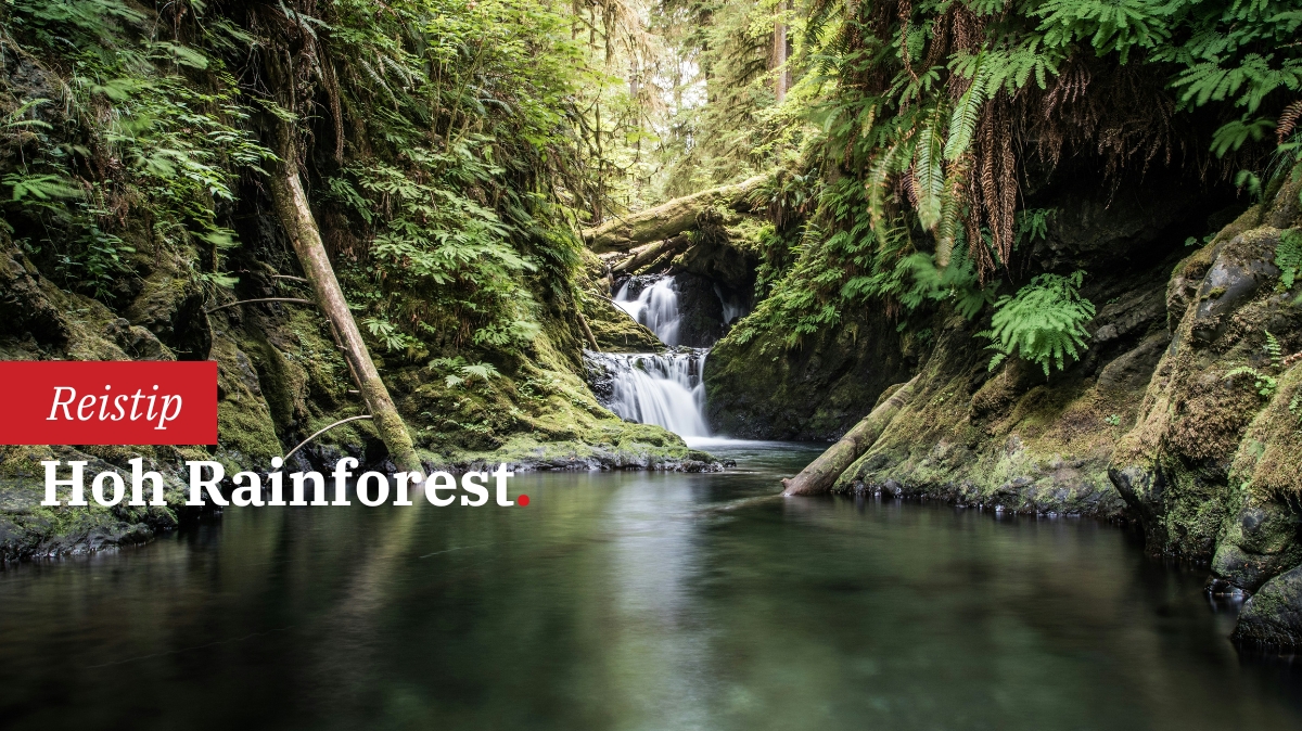hoh-rainforest-een-kathedraal-van-mos-en-stilte