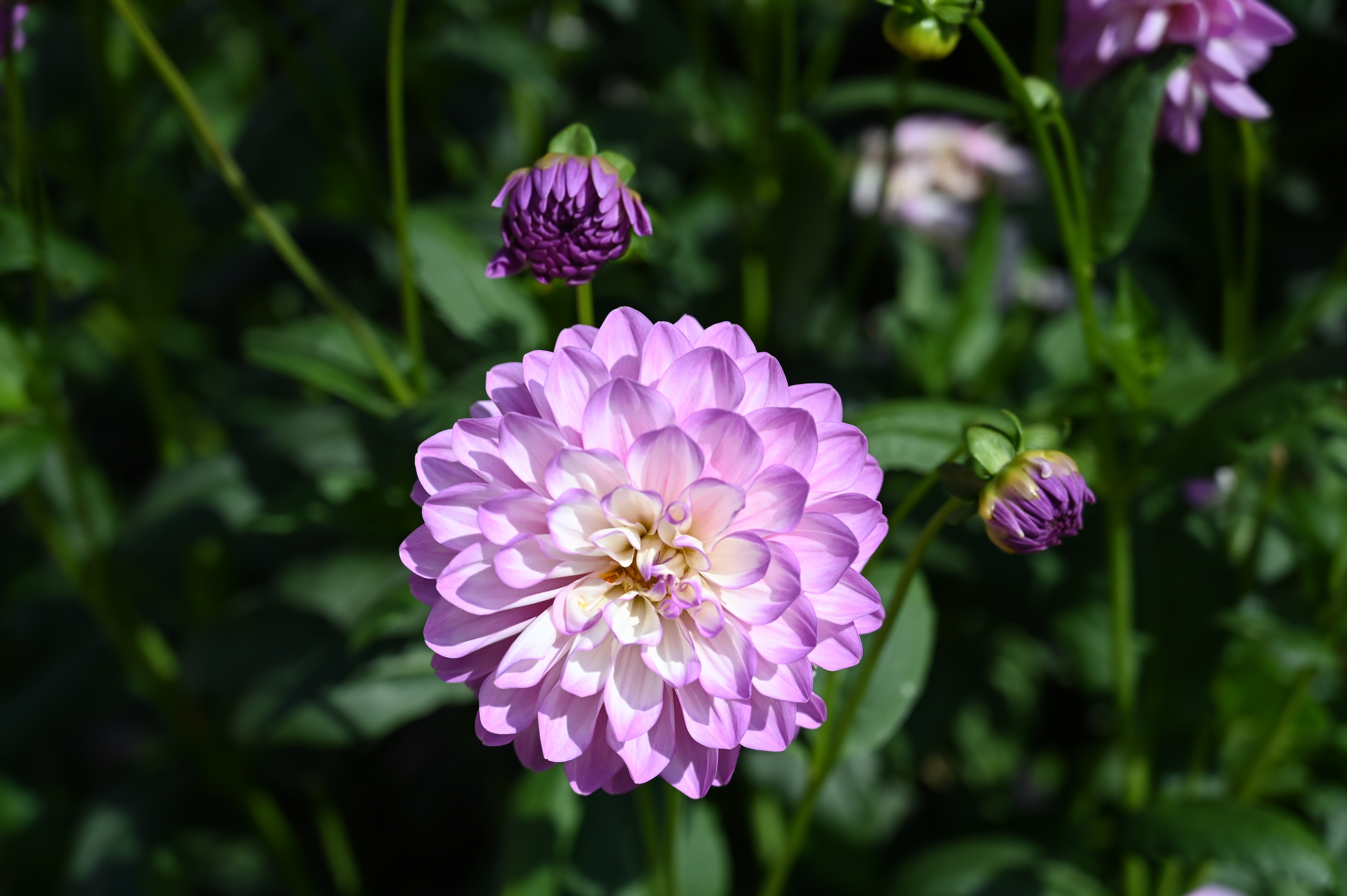 prachtig-lila-dahlia-kasteel-keukenhof