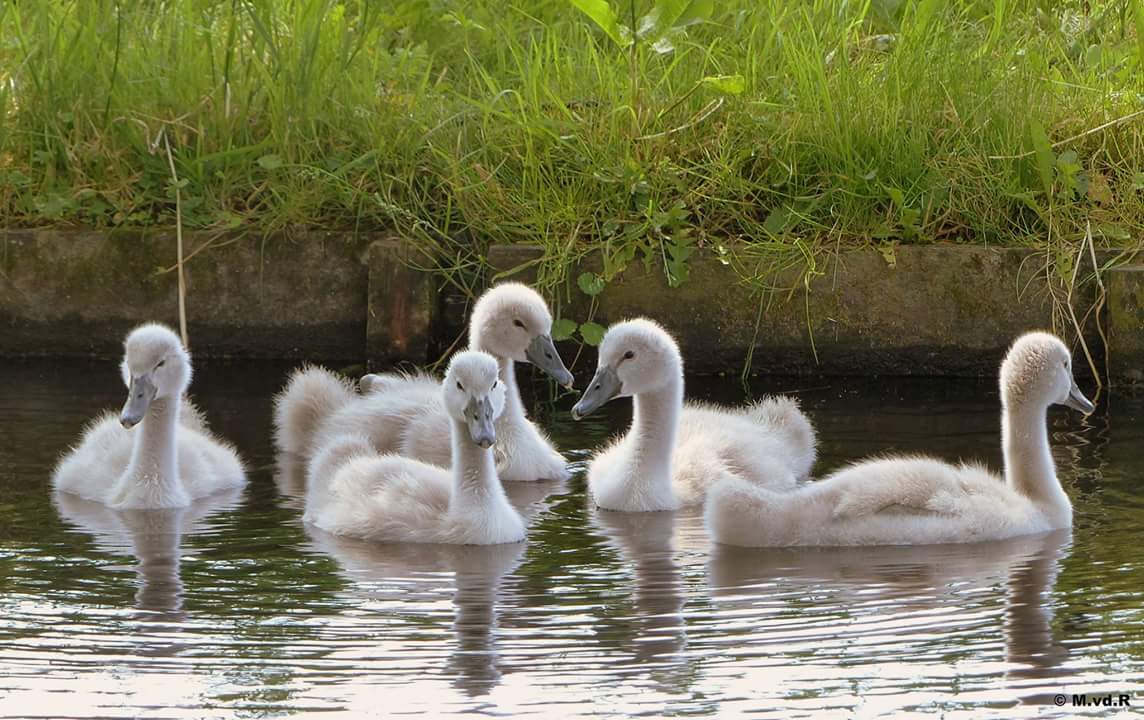 vijf-kleine-zwaantjes