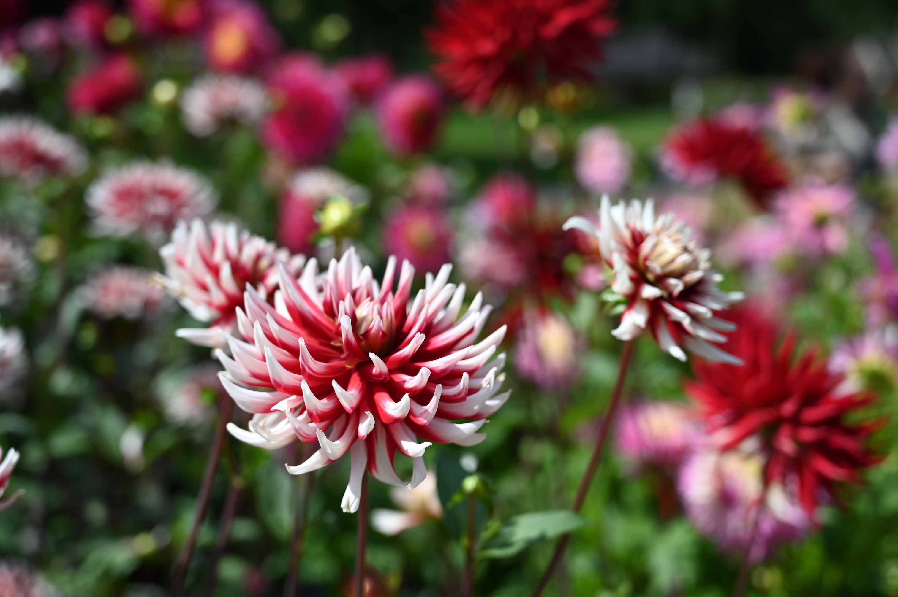 in-volle-bloei-dahlia-kasteel-keukenhof