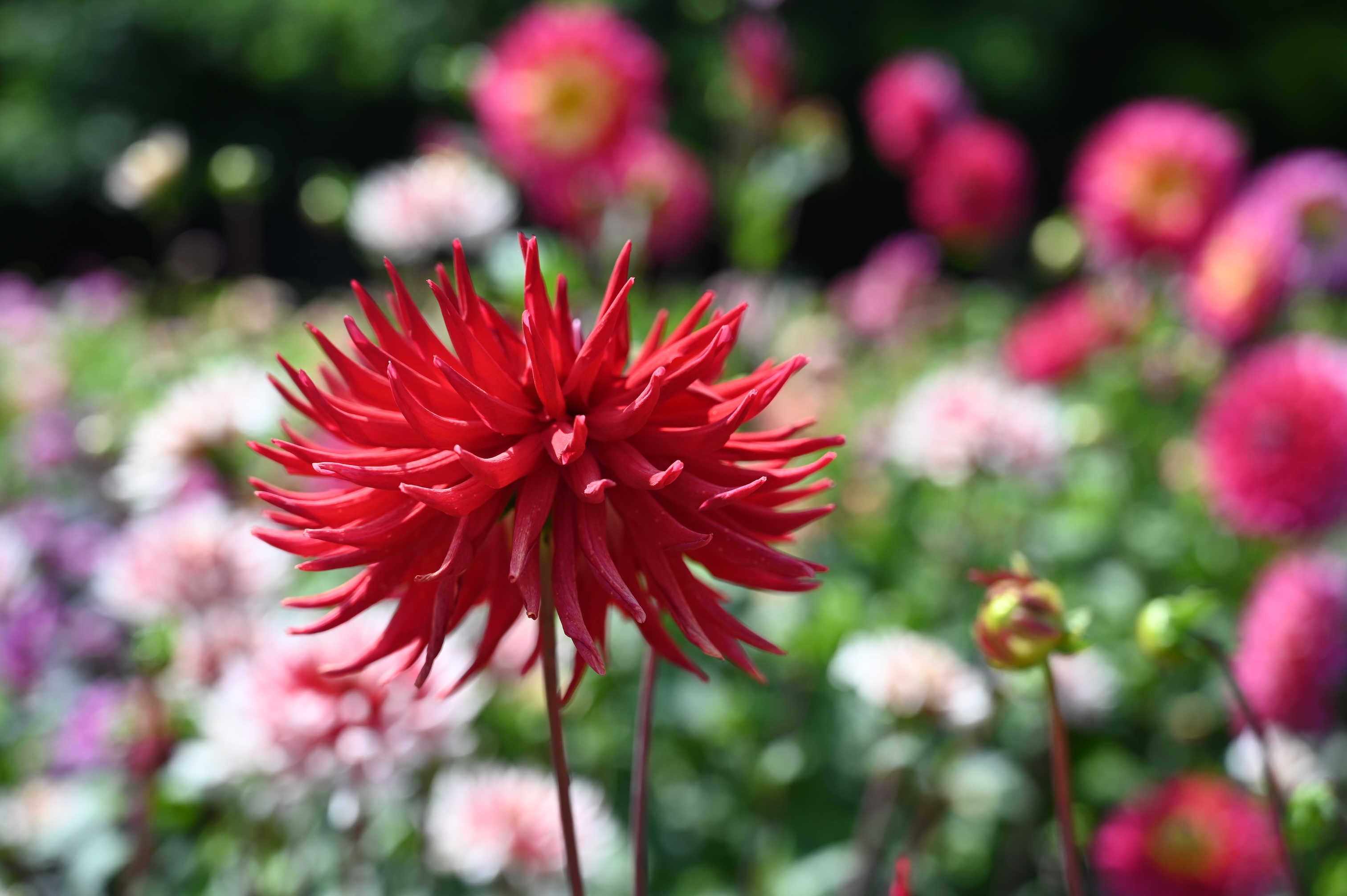 dahlia-show-kasteel-keukenhof