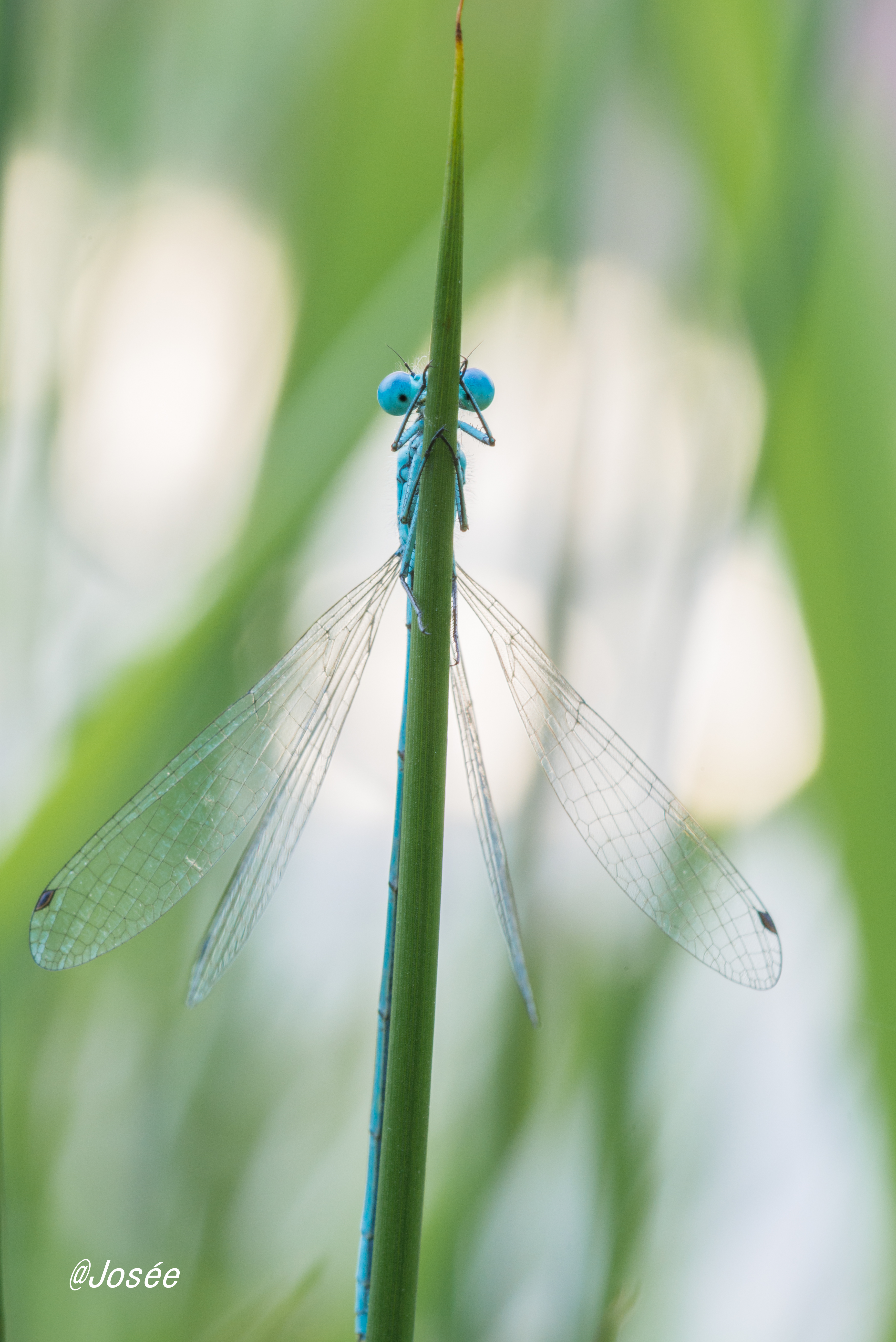 daar-zijn-ze-weer-de-waterjuffers