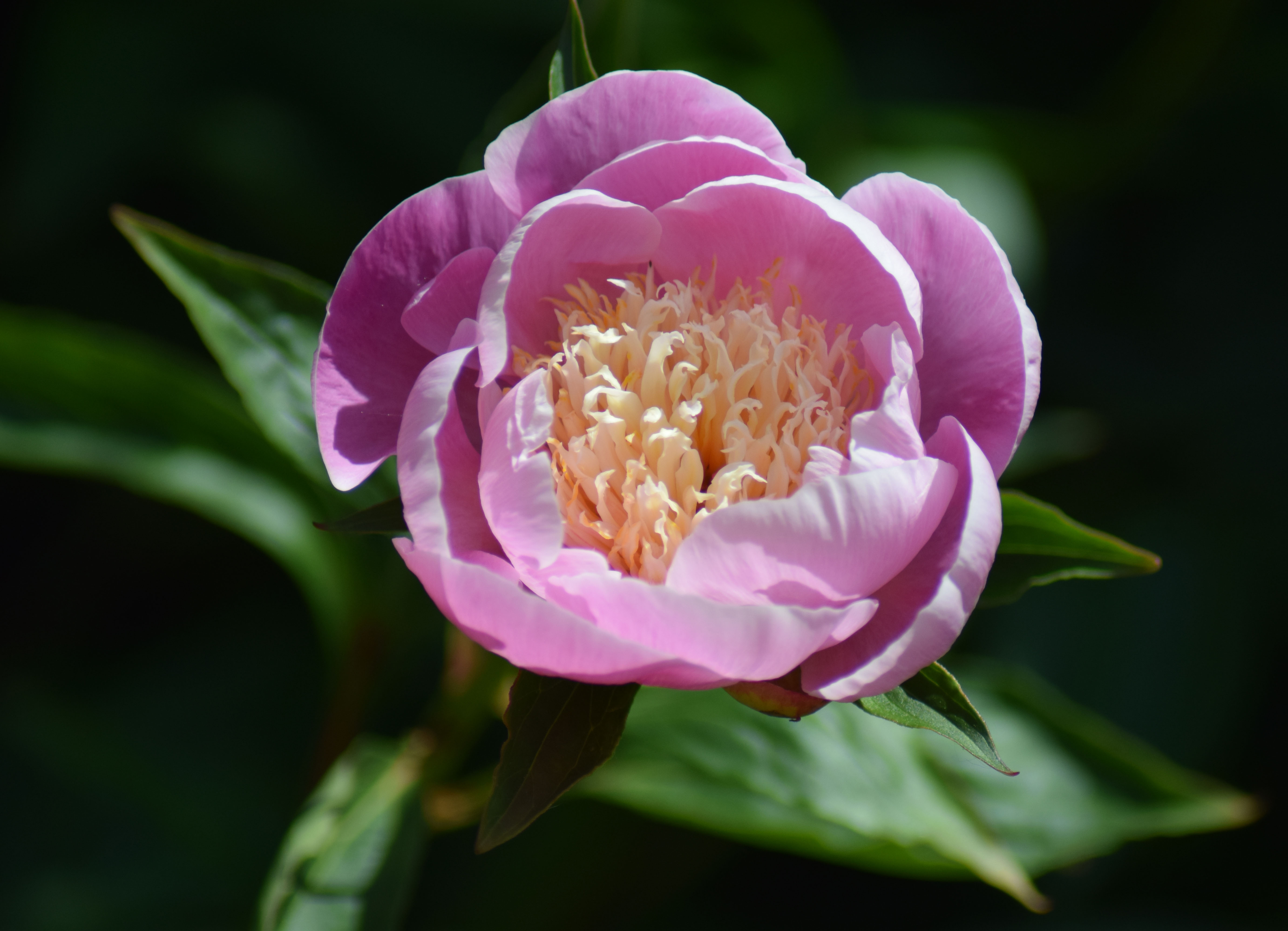 de-tijd-van-de-pioenroos