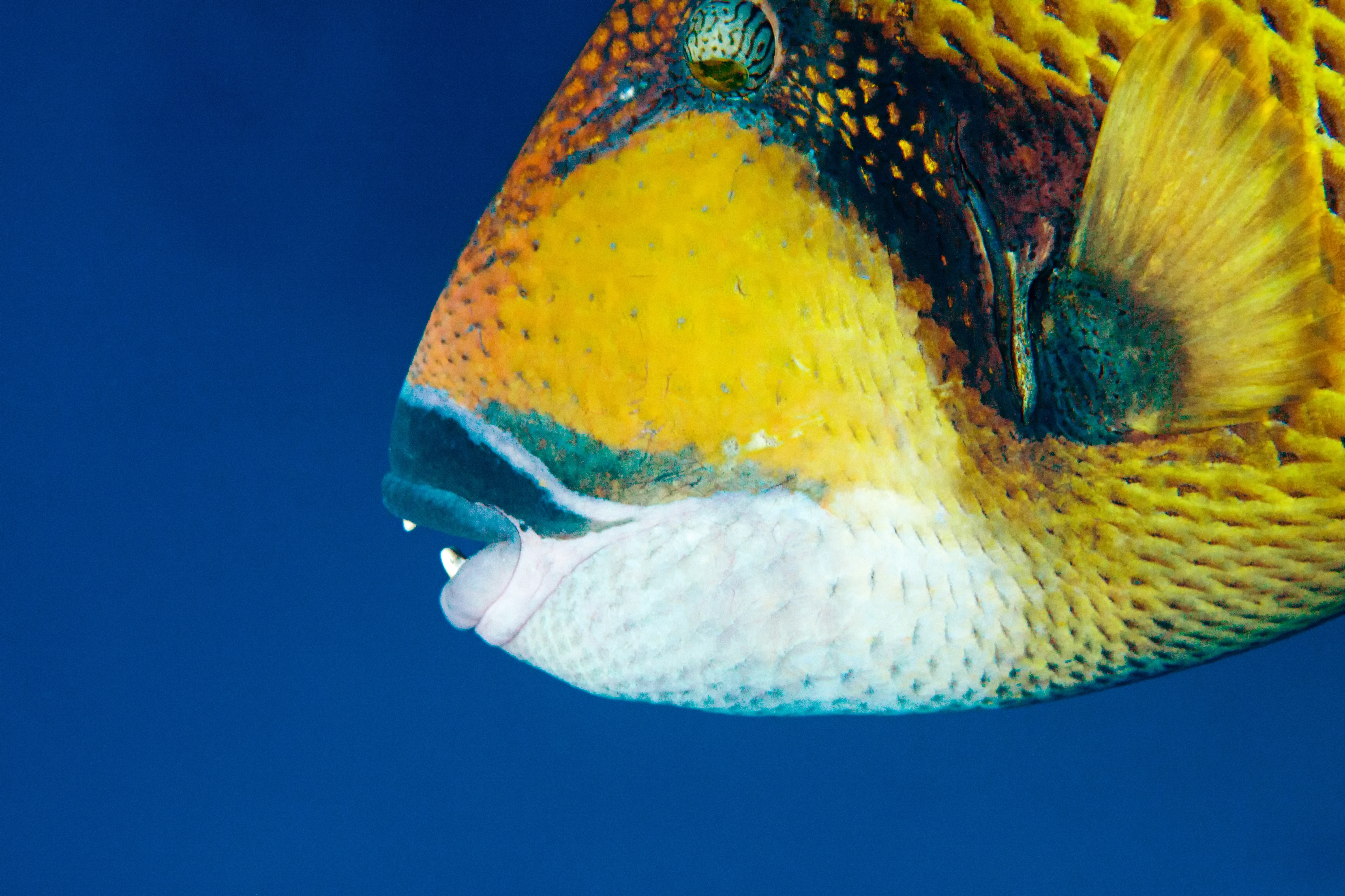 onderwaterfotografie-1