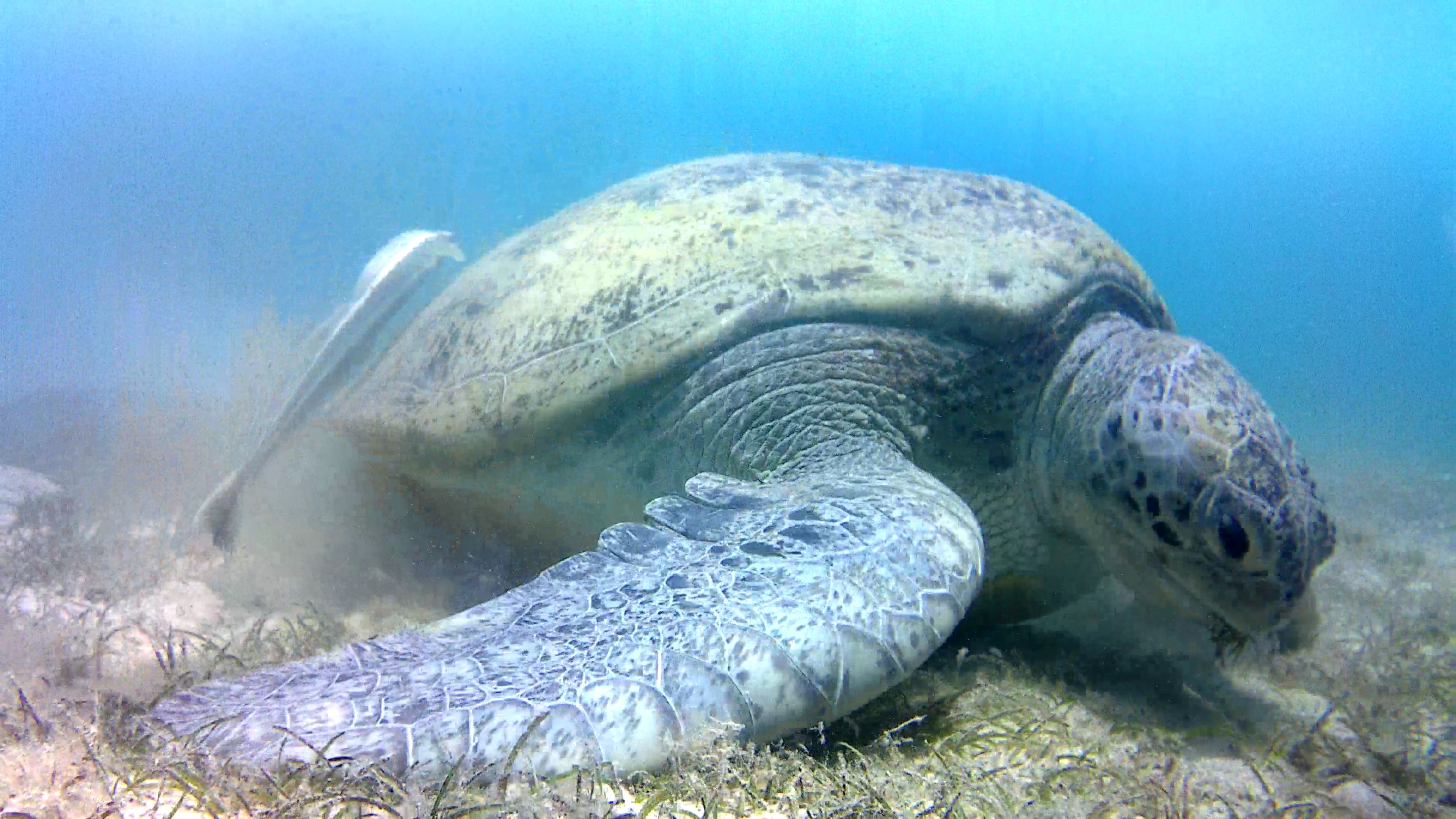 onderwaterfotografie-2