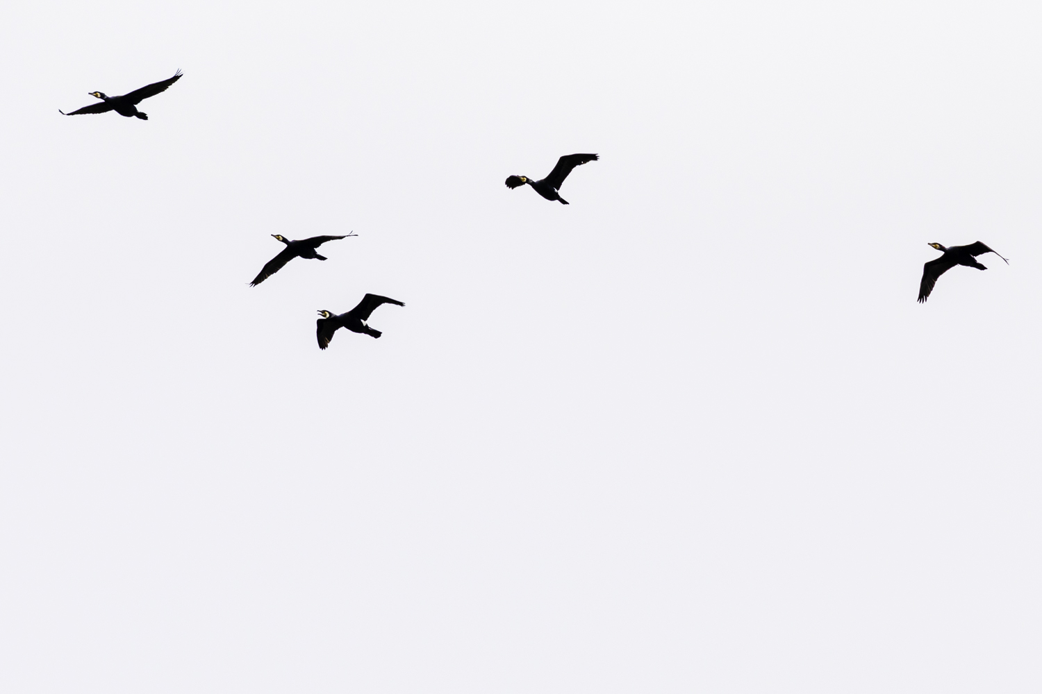 aalscholvers-op-weg-naar-hun-nest