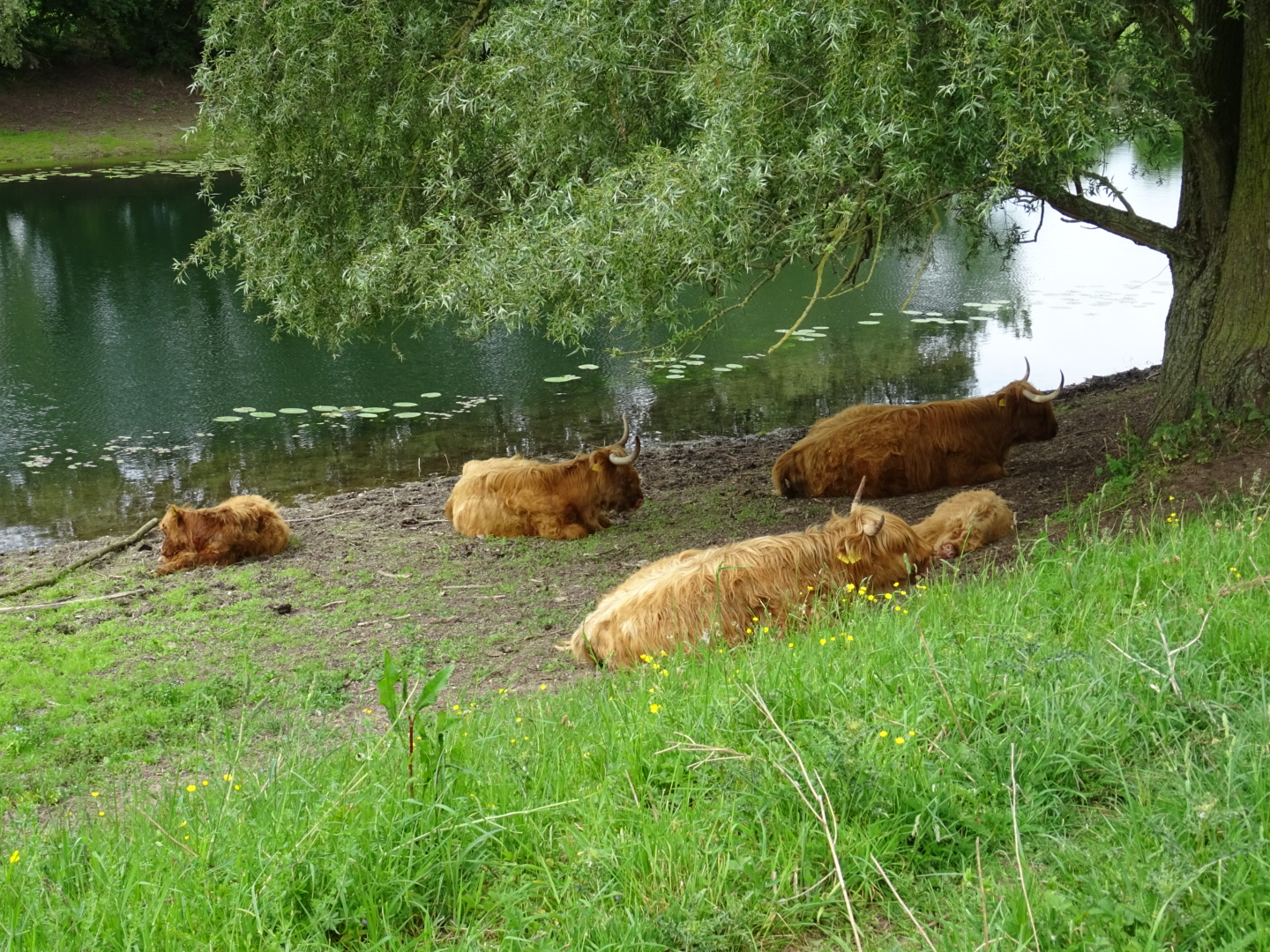 vijf-schotse-hooglanders