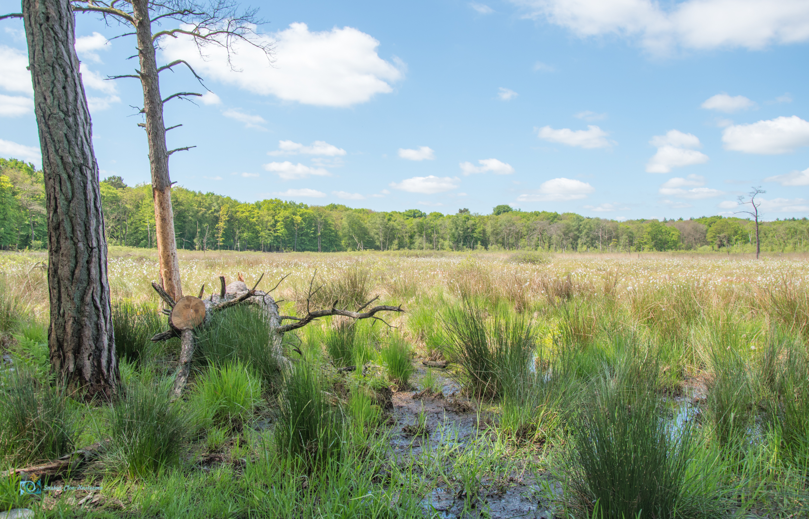 veenpluis-bij-appelbergen