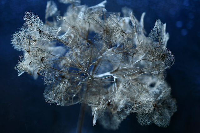 after-life-hortensia