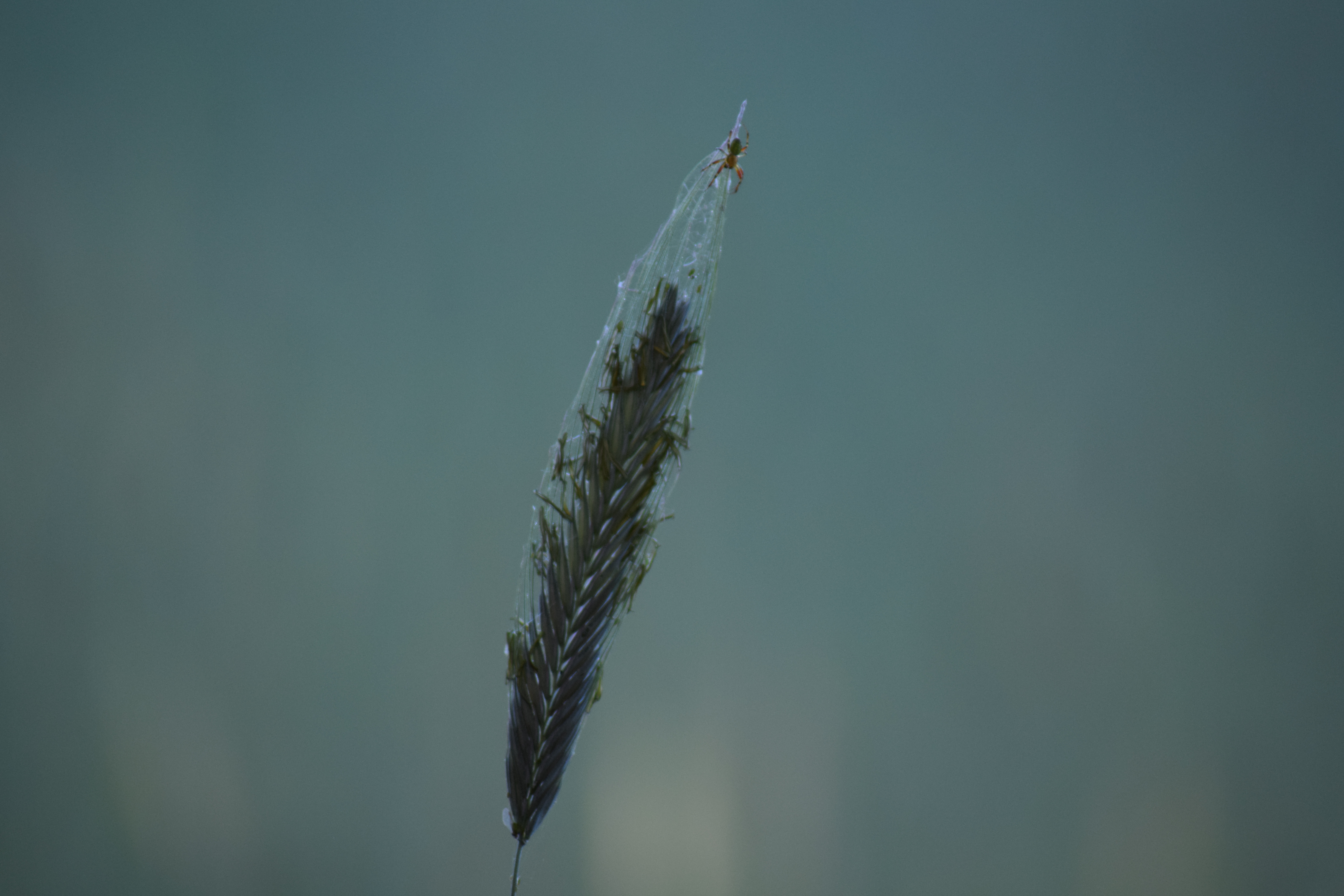 gevangen-in-het-web-van-een-spin