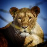 een-explosie-van-madeliefjes