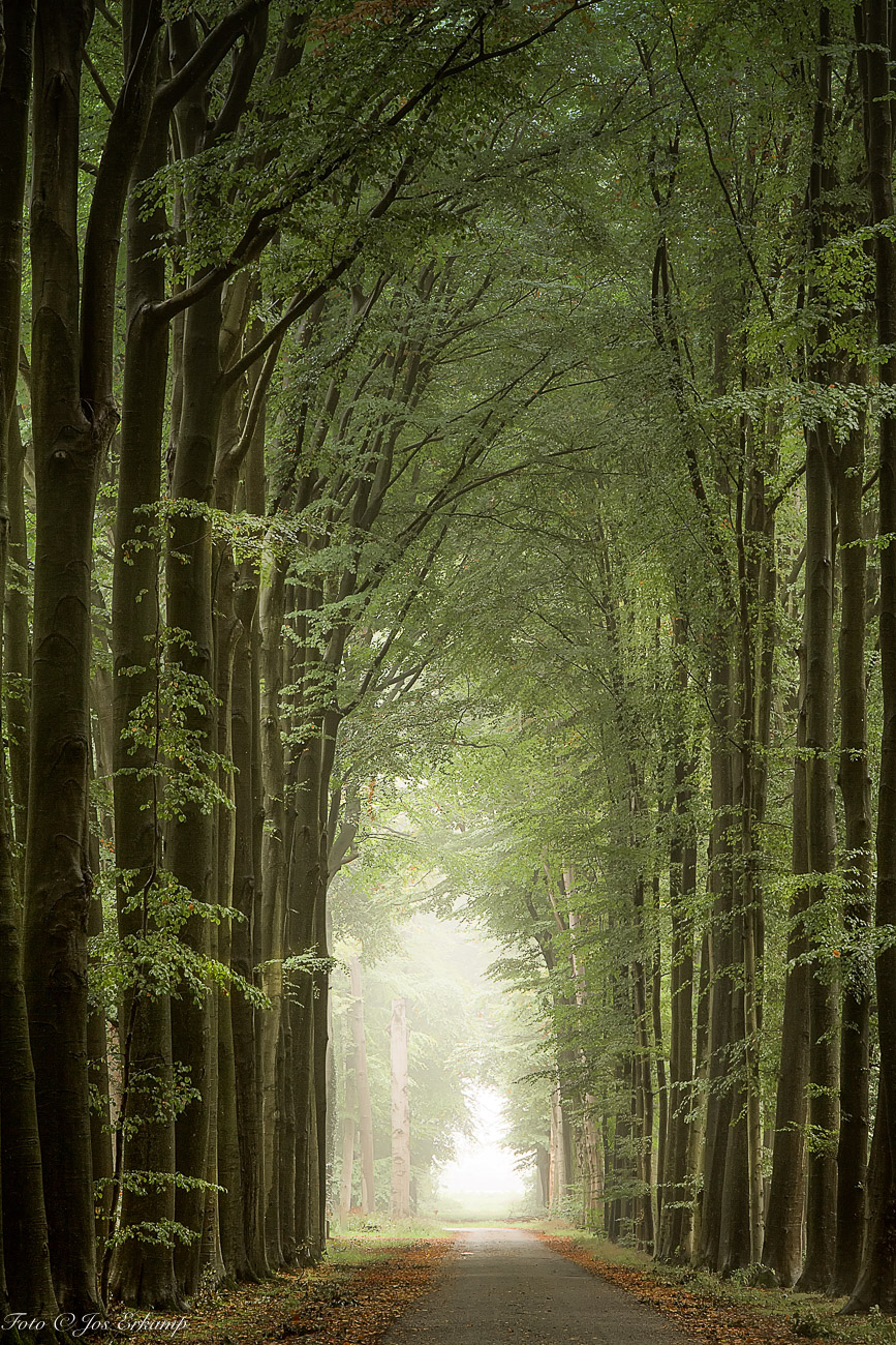 the-pillars-of-the-forest